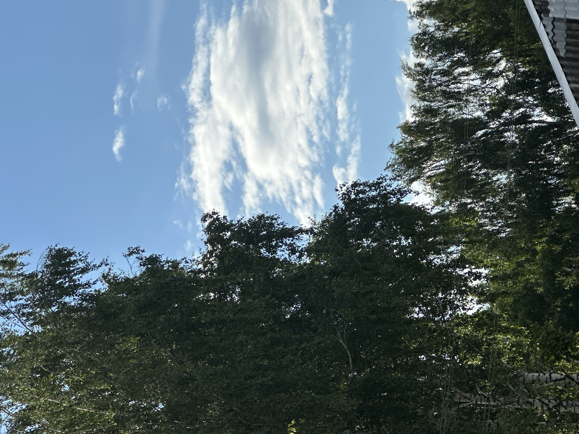 The image captures an outdoor scene with a bright blue sky filled with scattered white clouds. In the foreground, on the left side, a large birch tree with dark green foliage dominates the frame, its branches reaching upwards. To the right of the birch tree, a line of trees with similar green leaves stretches across the middle ground, appearing somewhat windswept. These trees are interspersed with thin, dark horizontal lines that could be power lines. The bottom right corner of the image shows the edge of a grey, corrugated roof. The overall impression is of a sunny day with a gentle breeze rustling through the trees, characteristic of a typical summer day in Gavrilov Posad, Russia.