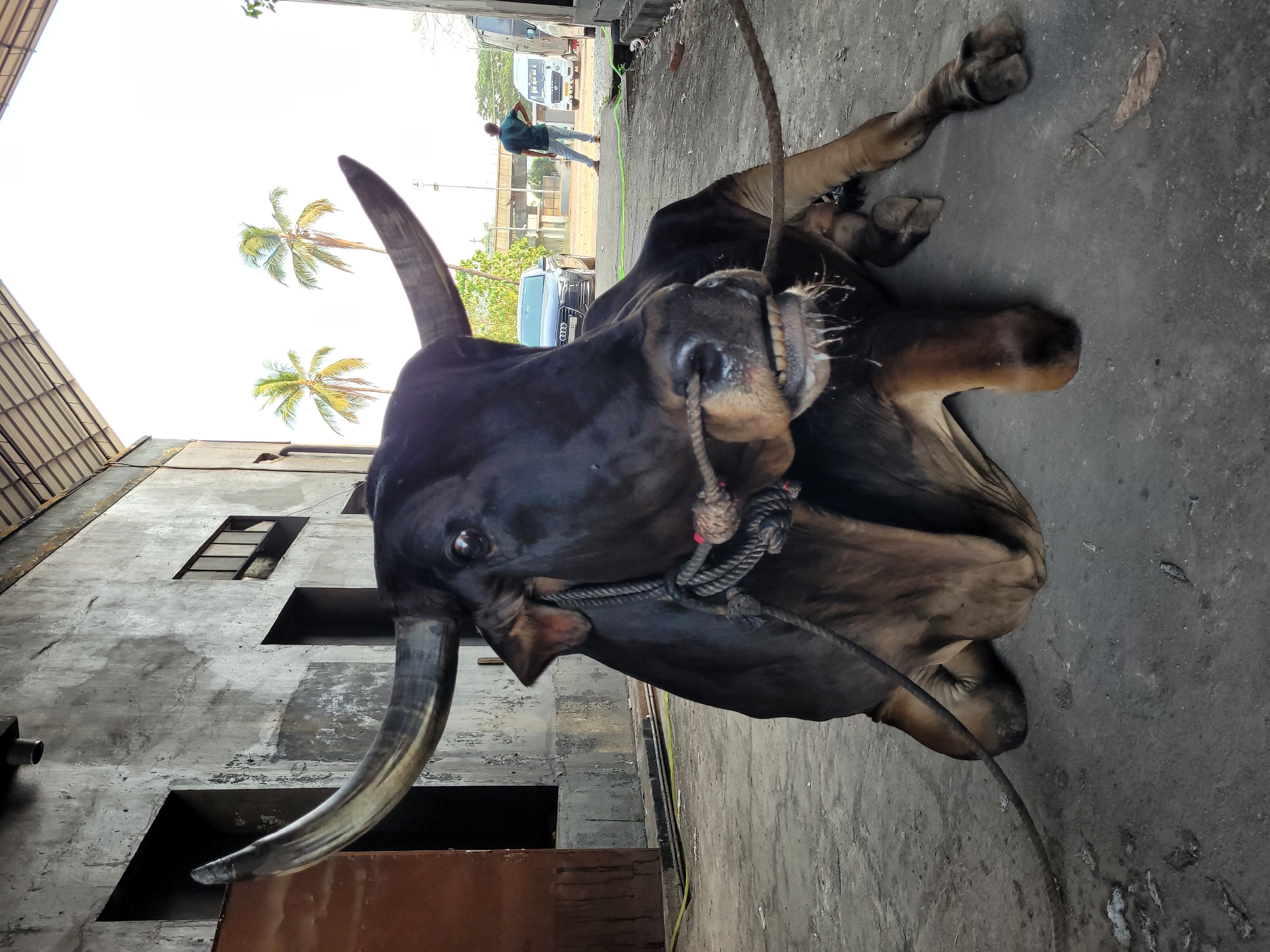 The image shows a dark-colored bull with large horns lying on a concrete surface. A rope is tied around its muzzle. The bull's head is close to the camera, and its body extends into the background. A weathered building with rectangular openings is visible on the left side of the frame. In the background, a man is standing near a car, and palm trees are visible under a bright sky. The location is Unknown, Unknown.