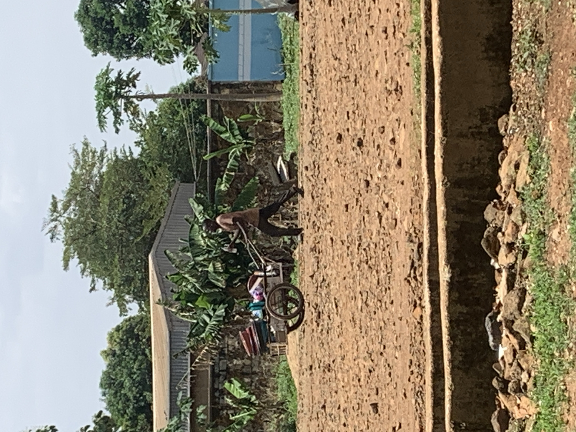 The image shows an individual pulling a wheeled cart along a dirt path in Maigizo, Nigeria. Lush green vegetation, including banana trees, flanks one side of the path, bordering a building with a corrugated roof and blue and white walls. On the opposite side is a raised edge formed of earth and stones with sparse vegetation. The sky is overcast. The individual appears to be wearing dark pants and is shirtless. The cart contains assorted items including what appears to be cloth and containers.