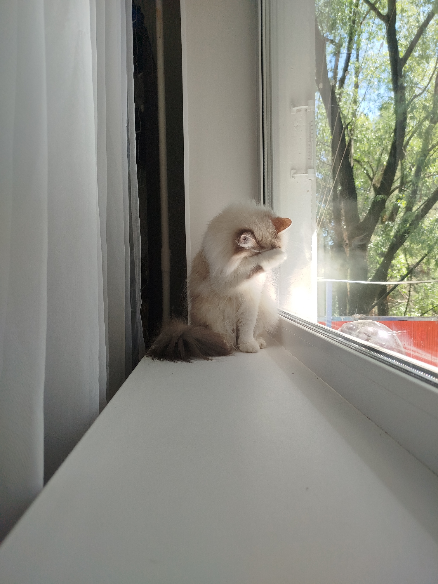 A fluffy, light-colored cat sits on a white windowsill, grooming itself with its paw over its face. The cat is positioned near a window with a view of trees and foliage, suggesting an outdoor or park-like setting. A red and blue structure is visible in the background, hinting at a building or play area. White curtains are on the left side of the window. The scene is well-lit, likely due to natural sunlight.