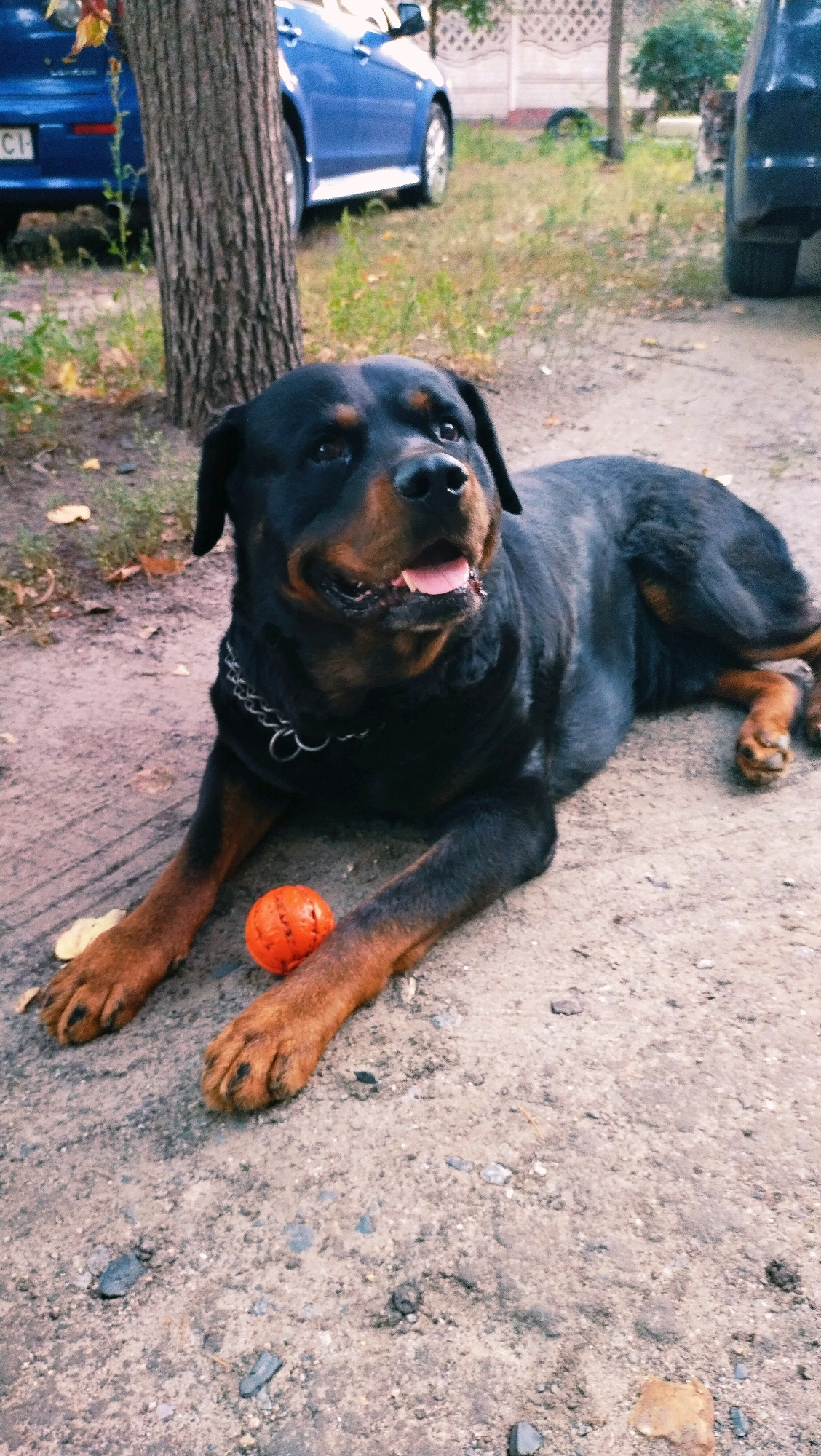 A Rottweiler dog lies on the ground, looking to its right with its tongue slightly out. An orange ball is positioned in front of the dog. The dog is wearing a silver chain collar. In the background, a blue car is parked. The scene appears to be an outdoor setting, possibly a yard or driveway, with dirt and scattered leaves on the ground.