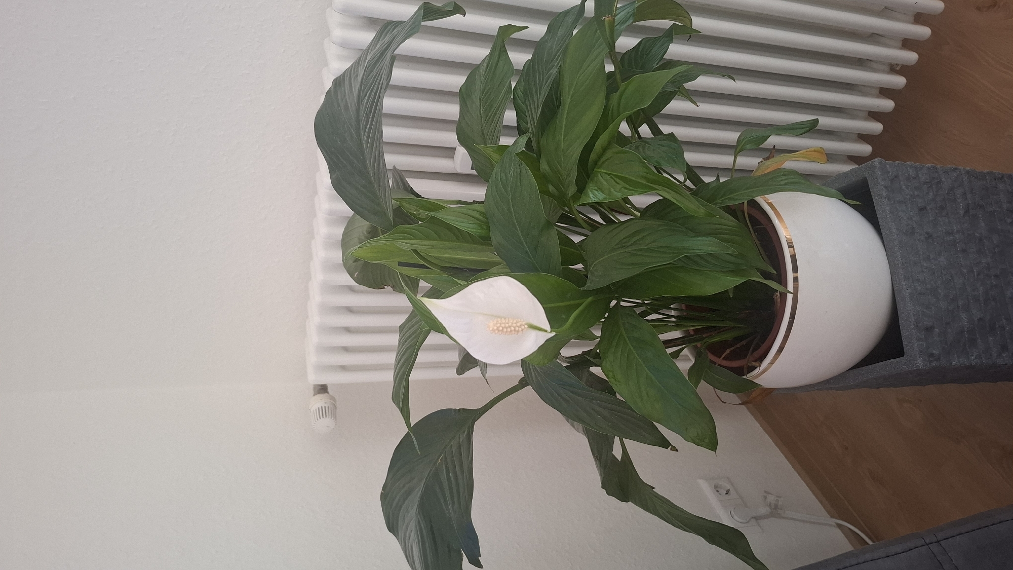 A peace lily is prominently displayed in its white and gold-trimmed pot, situated on a dark grey stand. The plant is next to a white radiator. The scene is located indoors, likely a residence in Lahr/Schwarzwald, Germany, as indicated by the electrical outlet. The lily features vibrant green leaves and a single white bloom. The background includes a wooden floor and a white wall. The photograph appears to have been taken at an upward angle.
