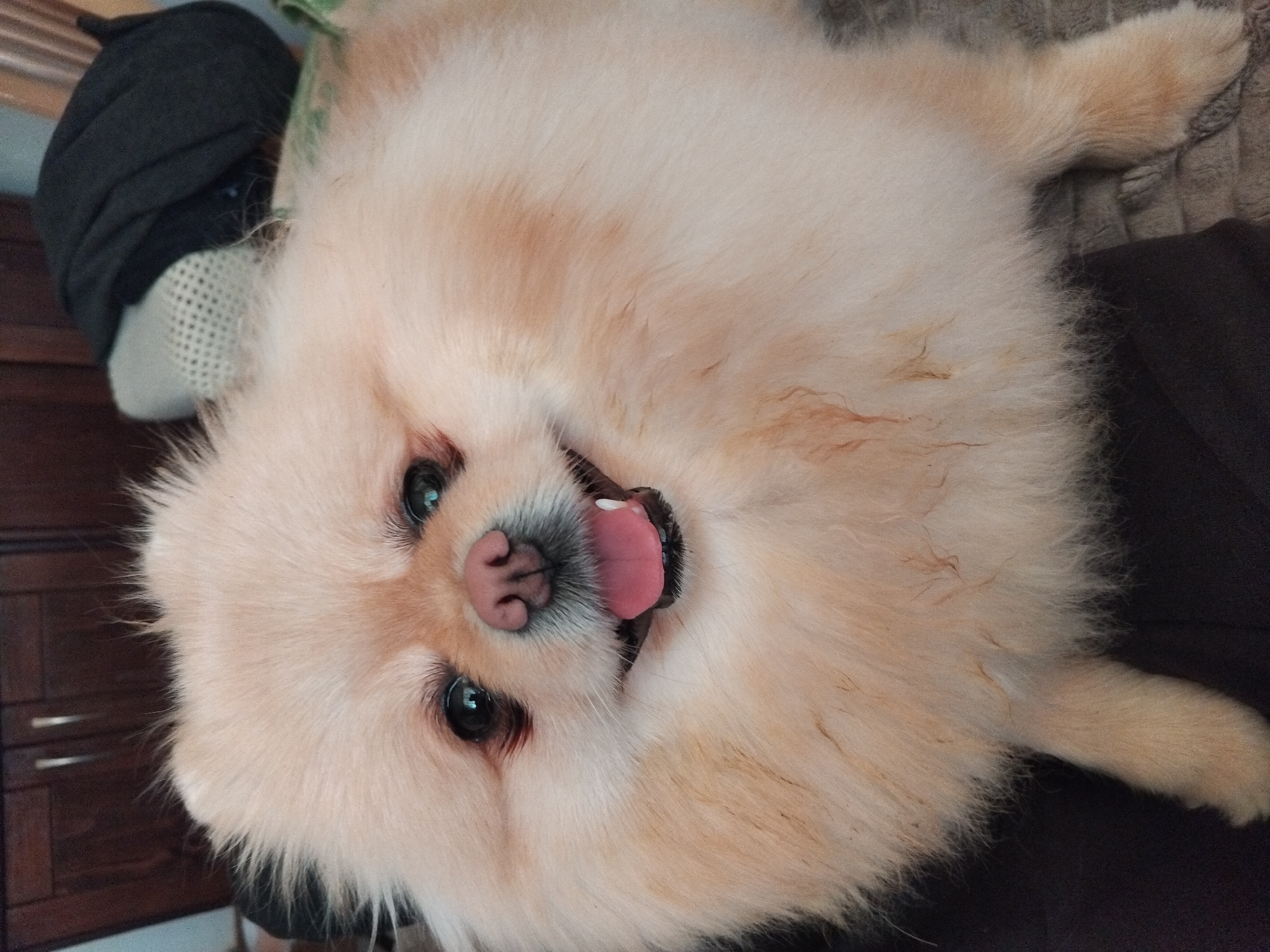 A close-up, eye-level shot captures a light-orange Pomeranian dog lying on its back. The dog's pink tongue is visible, protruding from its mouth. The dog's eyes are dark, and its nose is a fleshy pink. A dark grey or black soft object, possibly a hat, is visible to the left of the dog's head. The background includes a dark brown surface, possibly clothing or furniture, and a glimpse of dark brown cabinets. There is no indication of the location being Apriltsi, Bulgaria.