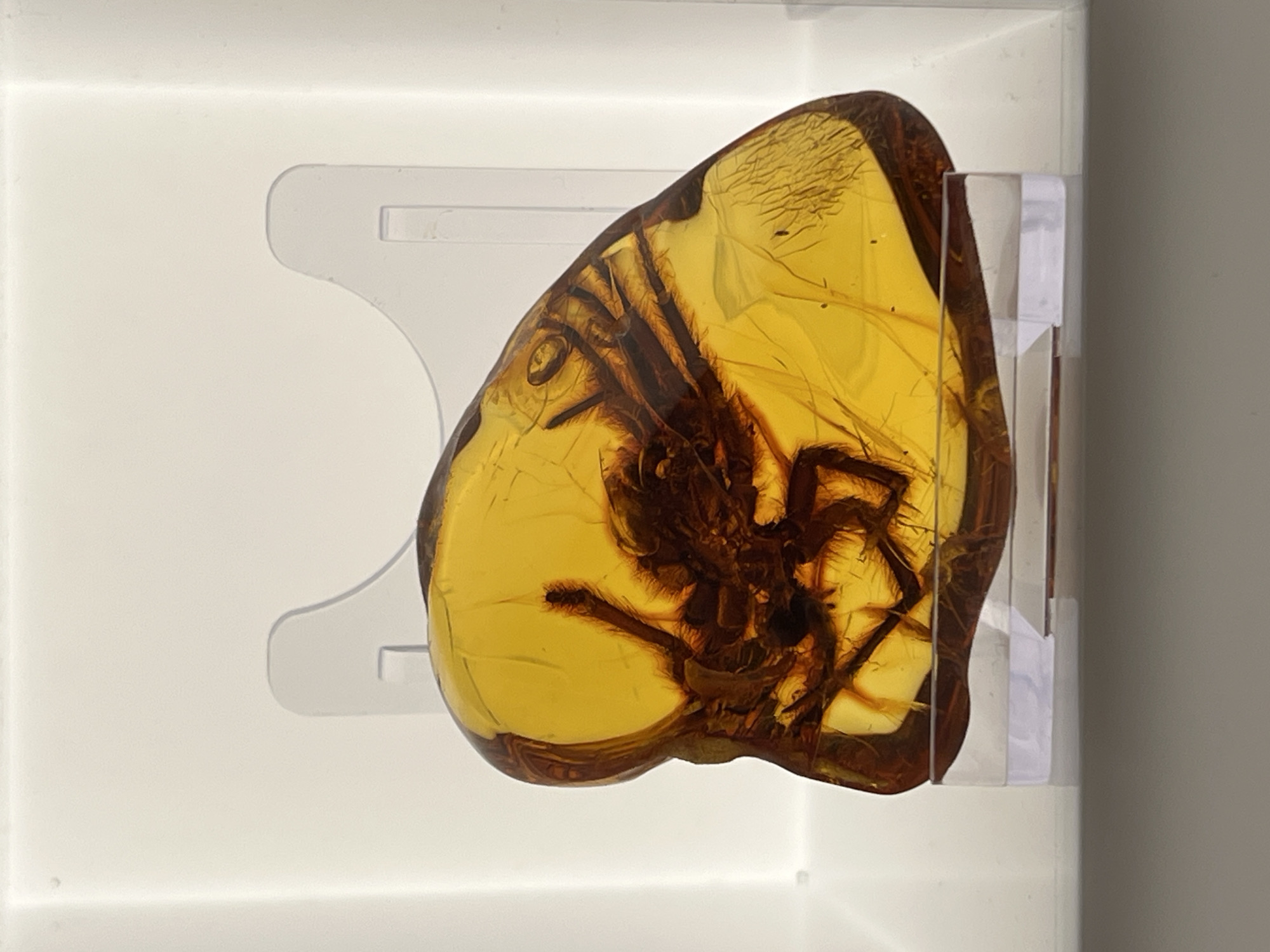 The image shows a fossilized spider encased in amber, displayed on a clear stand. The amber is translucent and has a yellowish-brown hue, allowing the detailed features of the spider to be visible. The spider is dark brown and appears to be positioned in a natural, albeit deceased, state. The background is a plain white surface, suggesting a controlled environment like a museum or display case. The lighting is bright and even, highlighting the specimen. The location in the city of Gdańsk, Poland is not discernible from the visual information provided in the image.