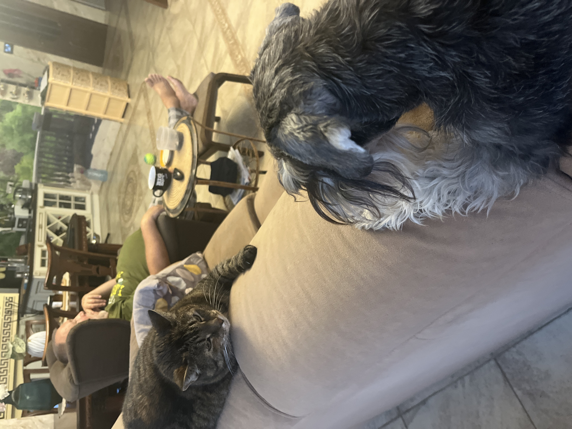 A domestic cat lies on a couch in a dimly lit living room, its body angled towards the viewer with its head resting on its paws. To the right of the cat, a small dog with dark fur and lighter gray facial fur is visible from behind, its head turned towards the cat. In the background, a person is lying on another couch, their legs extended and feet visible. A small round table is positioned between the two couches, holding a mug, a small plate with a white object, a plastic cup, and a green ball. The room appears to be a residential interior with tiled flooring and furniture, including wooden chairs and cabinets. The lighting suggests it is either evening or daytime with artificial lighting. The scene is devoid of any specific elements that would indicate it is located in Vladimirovka, Russia.