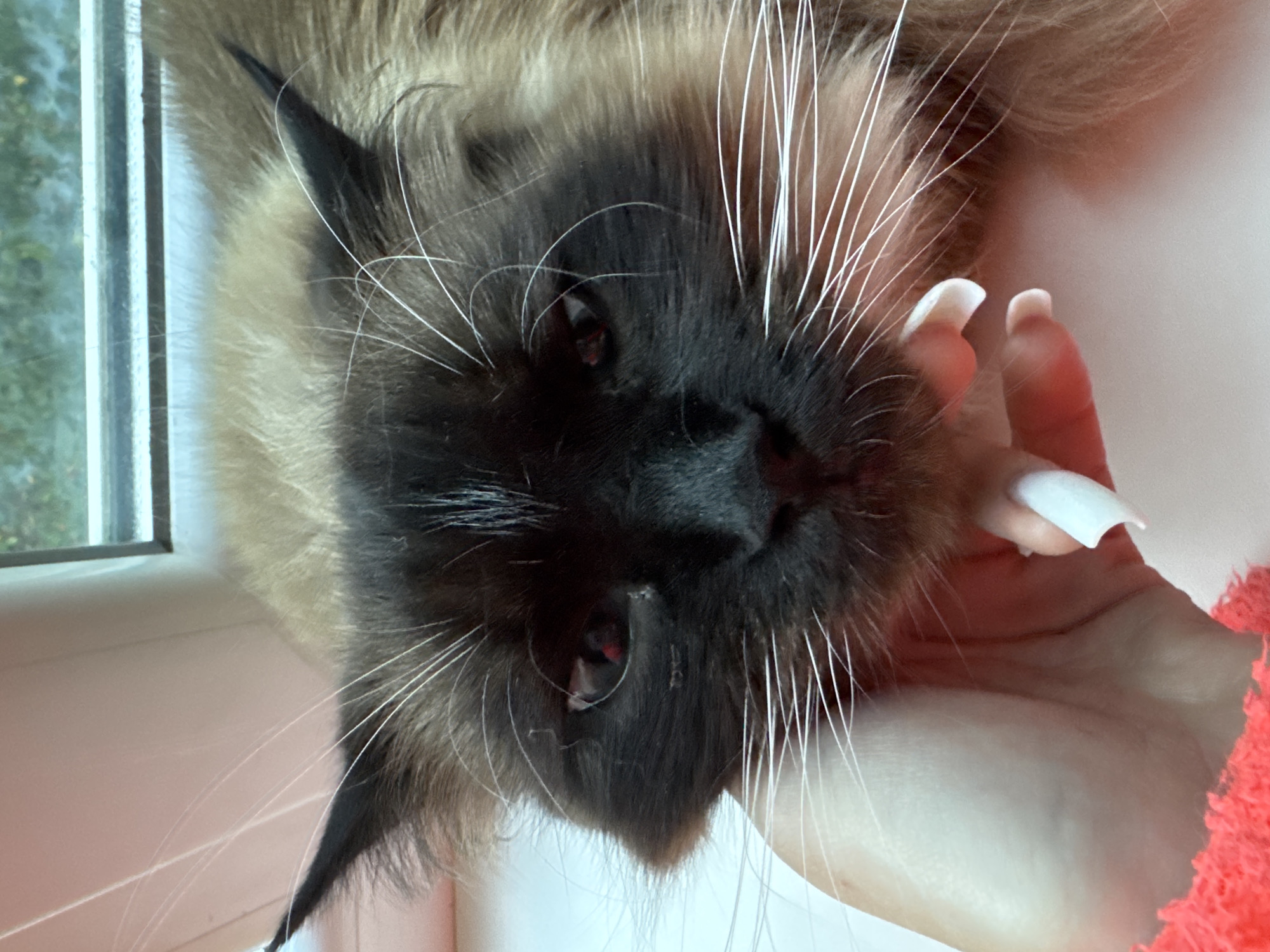A close-up, eye-level shot shows a fluffy, dark-faced Siamese cat with bright red eyes, resting on a white surface, likely a windowsill, by a window with a view of trees. The cat's fur is a mix of dark brown and tan. A person's hand, with white acrylic nails, is gently touching the cat's chin, with a corner of a bright orange, fuzzy garment visible in the lower left of the frame. The cat's long white whiskers extend outwards.