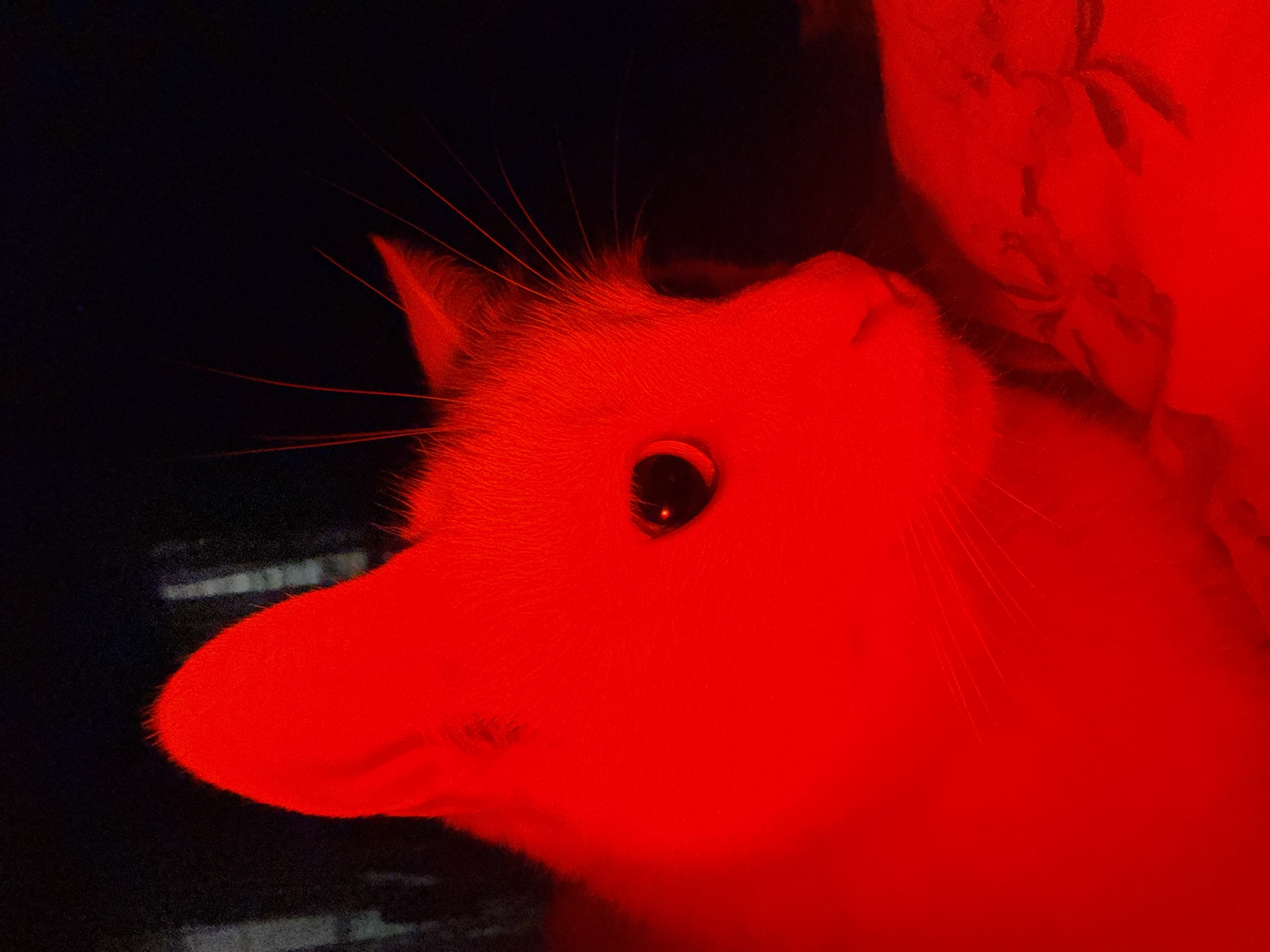 A cat is depicted with a red filter over the image. The location is not discernible, and no human presence is indicated. The sole subject is the cat, with details showing its whiskers, fur, and one eye.