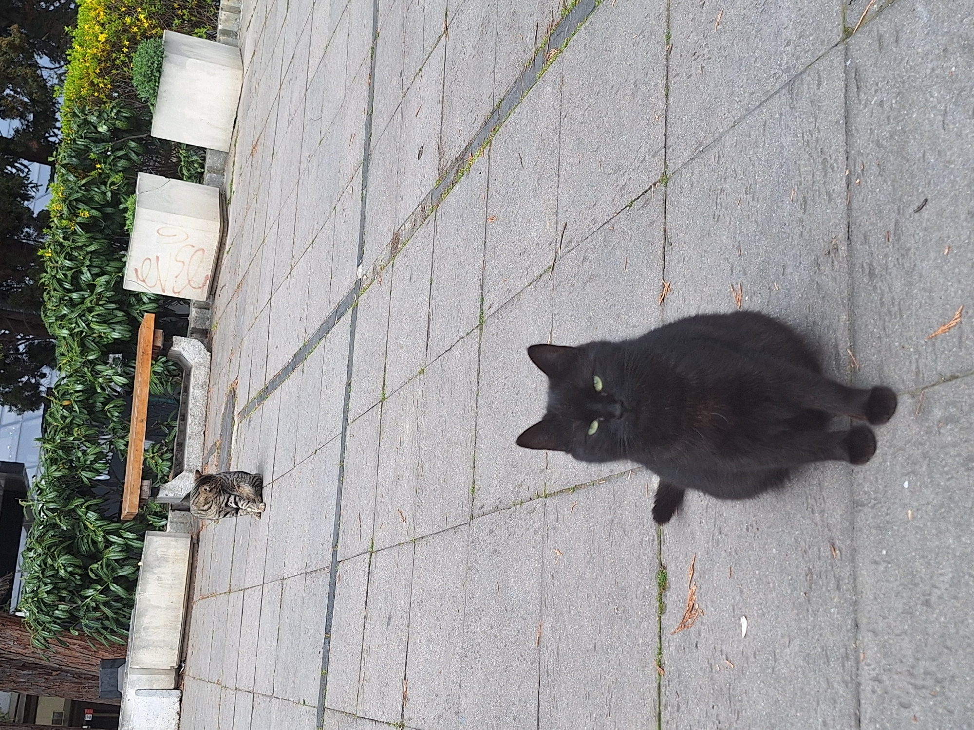 The image shows an outdoor scene in Varna, Bulgaria. Two cats are present on a grey, tiled pedestrian walkway. One is a large, black cat positioned in the lower right of the frame. The other cat is smaller, tabby-patterned, and lies on the edge of a ledge next to a wooden bench and a stone planter box. Behind the bench and planter box is a green hedge. The pavement has thin black lines running along the edges of the tiles.