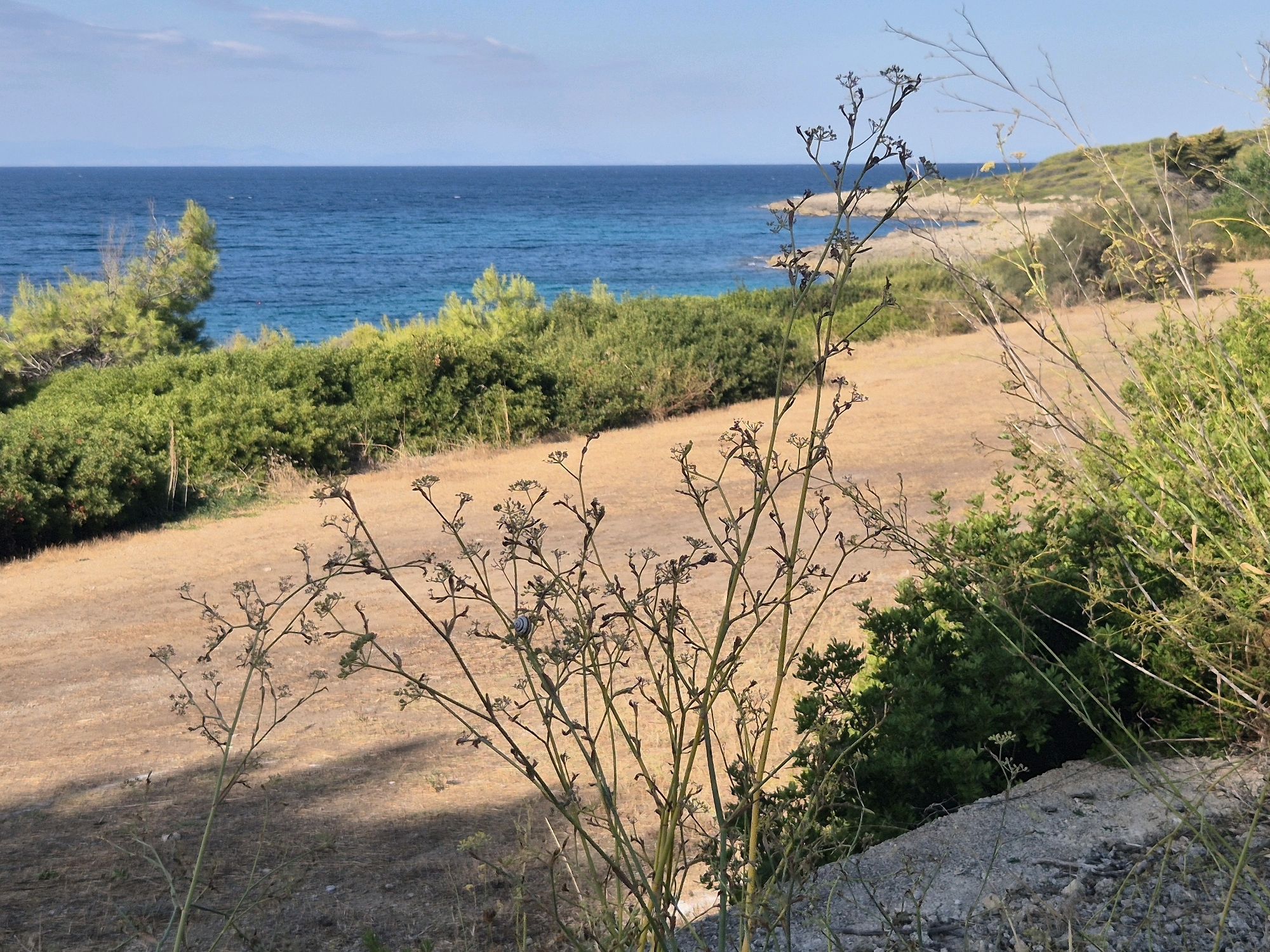 The image depicts a sun-drenched coastal landscape with a dry, sandy foreground transitioning to lush green vegetation and the blue sea in the background. A cluster of dry, spindly plants with small seed pods occupies the immediate foreground, casting shadows on the parched earth. A single snail is visible on one of the plant stems. Beyond the dry ground, a dense line of green bushes and trees forms a barrier, with taller pines on the left. The sea is a vibrant blue, stretching to the horizon under a clear sky with a few faint clouds. The scene appears to be located in Leporano, Italy, a coastal town known for its beaches and natural beauty, suggesting a Mediterranean environment. The overall impression is one of natural, undeveloped coastal scenery.