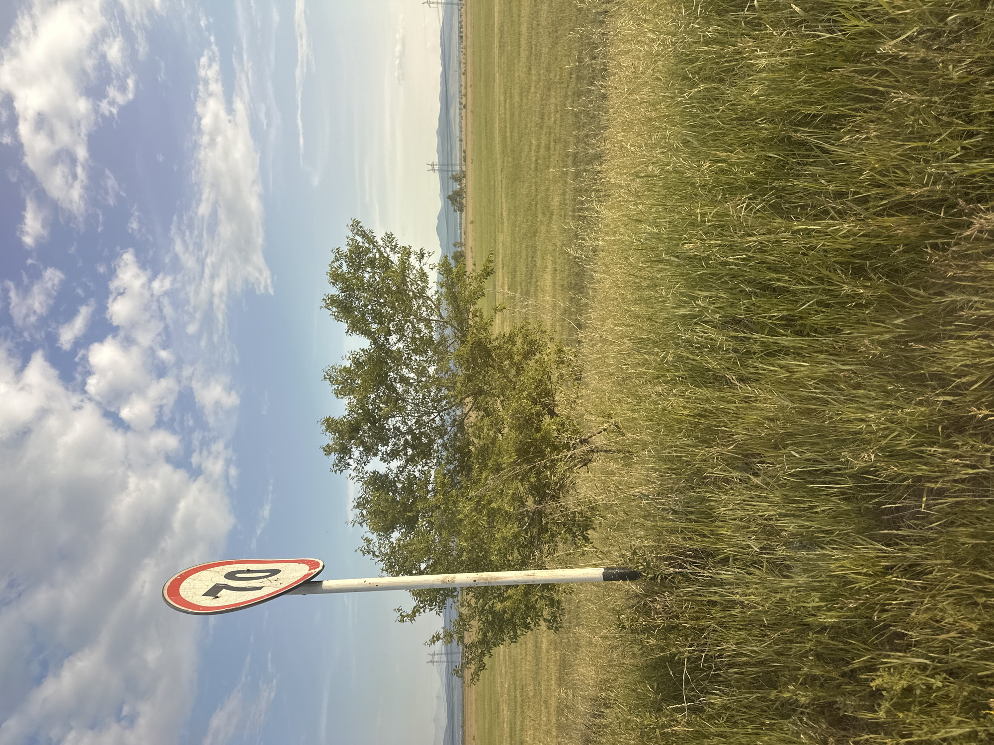 The image shows a landscape scene in Novonikolaevka, Russia. A speed limit sign with the number "70" is visible in the foreground, attached to a white pole. The sign is circular with a red border and a black numeral "70" on a white background. Behind the sign, a green tree stands prominently against a bright blue sky with scattered white clouds. Further in the background, a vast, green field stretches towards rolling hills and distant mountains. Power lines are also visible in the middle ground. The overall impression is a sunny day, likely in the late morning or early afternoon, with fair weather. The setting appears to be rural, with a focus on open fields and natural elements. There are no people or animals visible in the image. The image is oriented vertically, suggesting it was taken with a phone or camera held in a portrait orientation.