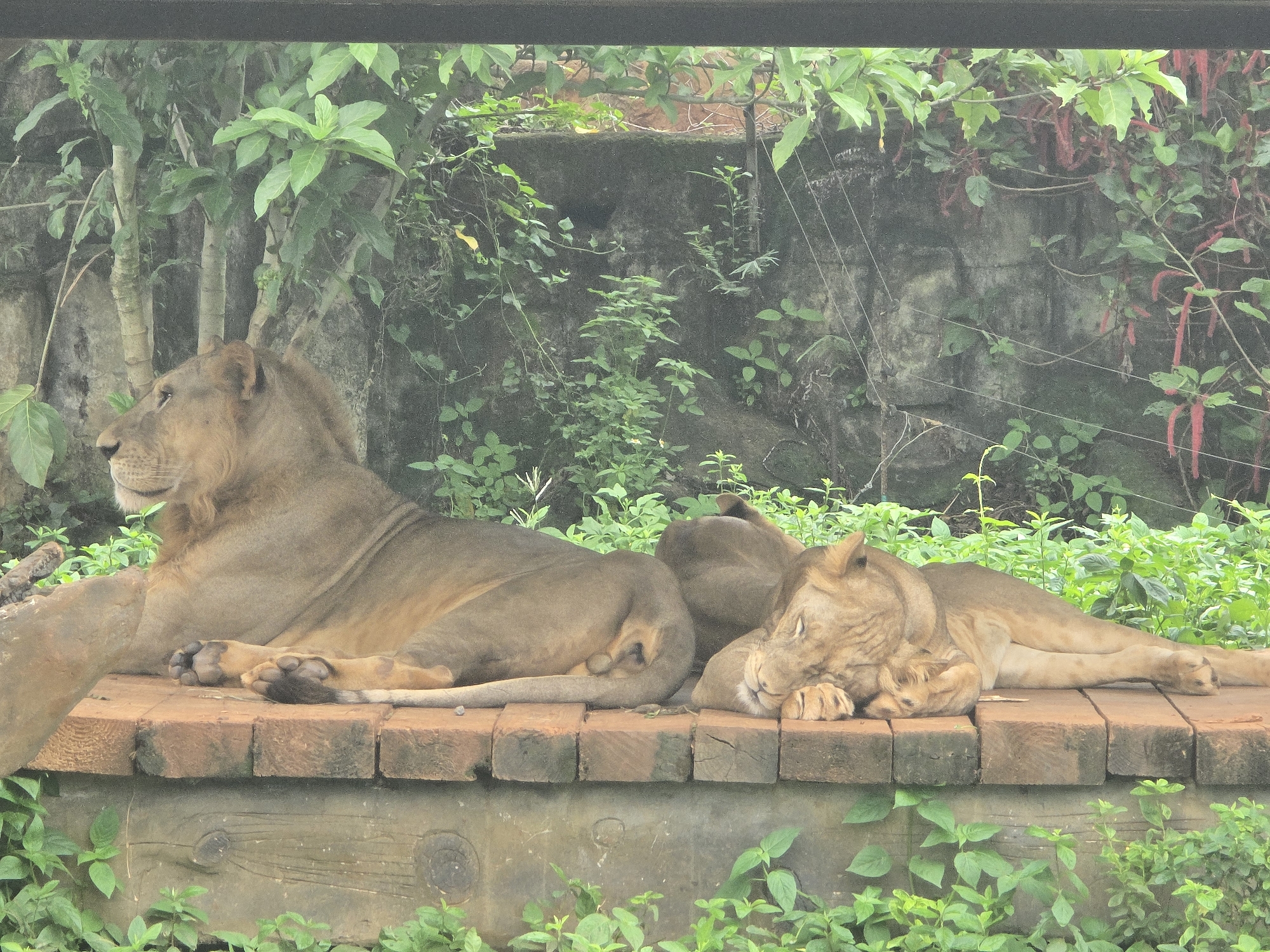 Two lions are resting on a wooden platform. The lion on the left is lying on its side with its head turned to the left, looking away from the camera. The lion on the right is curled up, sleeping with its head resting on its paws. The platform is made of wooden planks and is elevated from the ground. The background consists of lush green vegetation, trees, and a stone wall. The scene appears to be an enclosure in a zoo or wildlife park. The location is specified as Xiuying District, China.