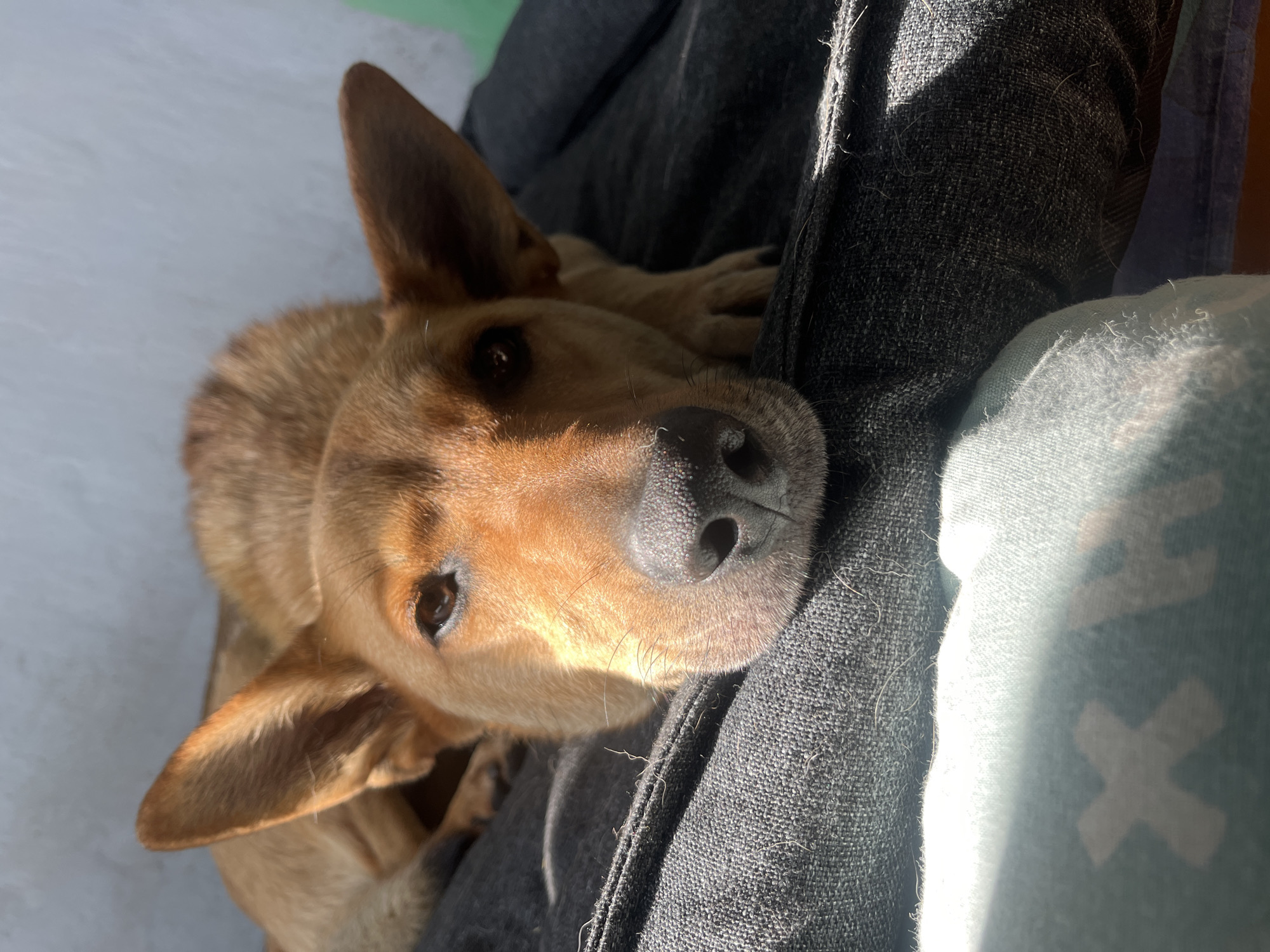 A medium shot captures a brown dog lying on a dark gray cushioned surface, possibly a dog bed or furniture. The dog is facing the camera, with its head resting on its paws. Sunlight casts a shadow across the scene, highlighting the dog's fur and the texture of the cushions. The background is a neutral, light-colored wall. The image does not contain any information that can be used to determine its location in Nizhny Tagil, Russia.