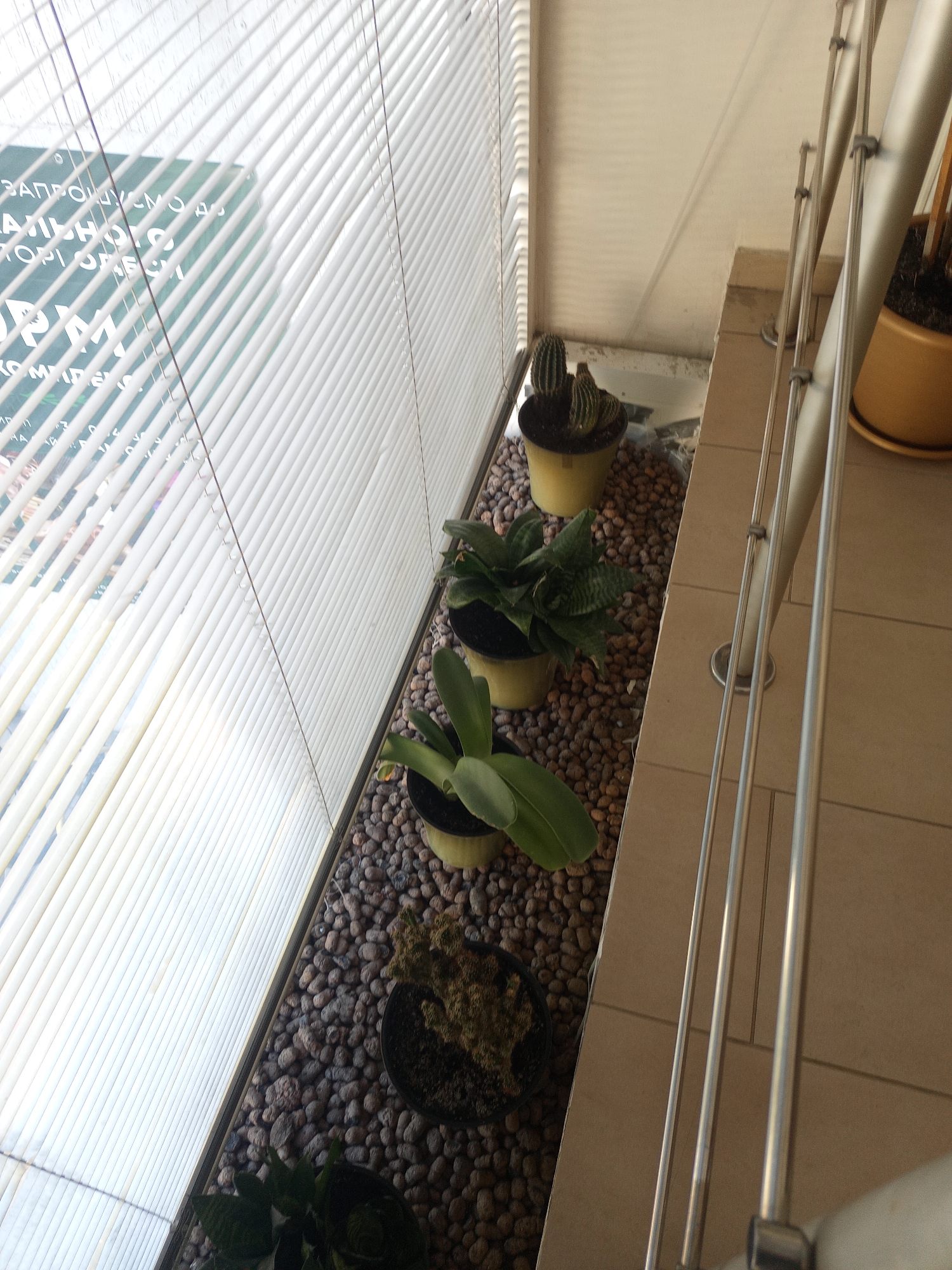 The image shows a close-up view of several potted plants arranged along a ledge. From top to bottom, there is a cactus in a yellow pot, followed by a snake plant in a yellow pot. Next is a plant with broad green leaves in a yellow pot, and finally, a succulent in a black pot. The plants are situated on a bed of small, dark pebbles.
Behind the plants, a window with white blinds is visible, casting striped shadows onto the wall and floor. To the right, a metal railing runs vertically along the edge of the ledge, and a portion of a beige tiled floor is visible. A large yellow planter with dark soil is partially visible at the top right of the frame, with a green plant inside.
A sign with white lettering is visible through the blinds, but the text is partially obscured and difficult to read clearly. Some discernible words appear to be "ЗАПРОШУЕМО" and "ПРОГРАМИ."
The lighting suggests it is daytime, with natural light coming through the blinds. The overall scene appears to be indoors or on a covered balcony.