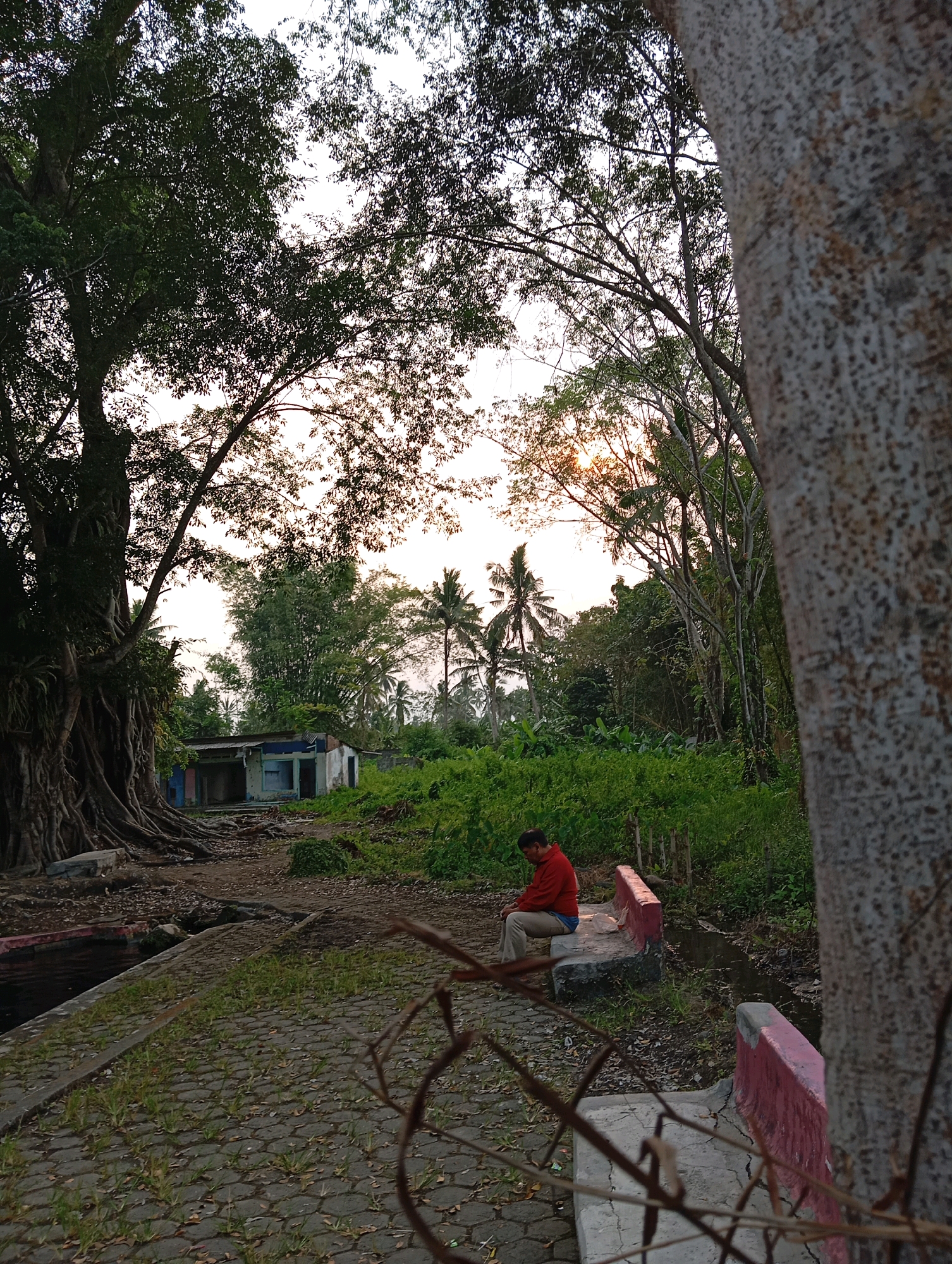 In Sememu, Indonesia, the image captures a serene outdoor scene with a person sitting on a concrete bench in the foreground. The individual, wearing a red shirt and light-colored pants, is positioned on the right side of a paved pathway, facing the viewer's left. The pathway is made of interlocking hexagonal concrete blocks, with patches of grass growing in between. A stone wall with a red border runs along the right side of the pathway, parallel to the bench. Behind the bench, a narrow channel of dark water is visible, bordered by more red-topped stone.
To the left of the pathway, a large, old tree with extensive, exposed roots dominates the scene, its branches reaching towards the sky. Further in the background, a small, dilapidated building with a blue and white facade stands amidst lush greenery and various trees, including palm trees. The sky above is a soft white, with hints of the setting sun's warm light filtering through the dense foliage, creating a tranquil, late afternoon atmosphere. The foreground also features dry leaves scattered on the ground and thin, dry branches crossing the bottom of the frame.