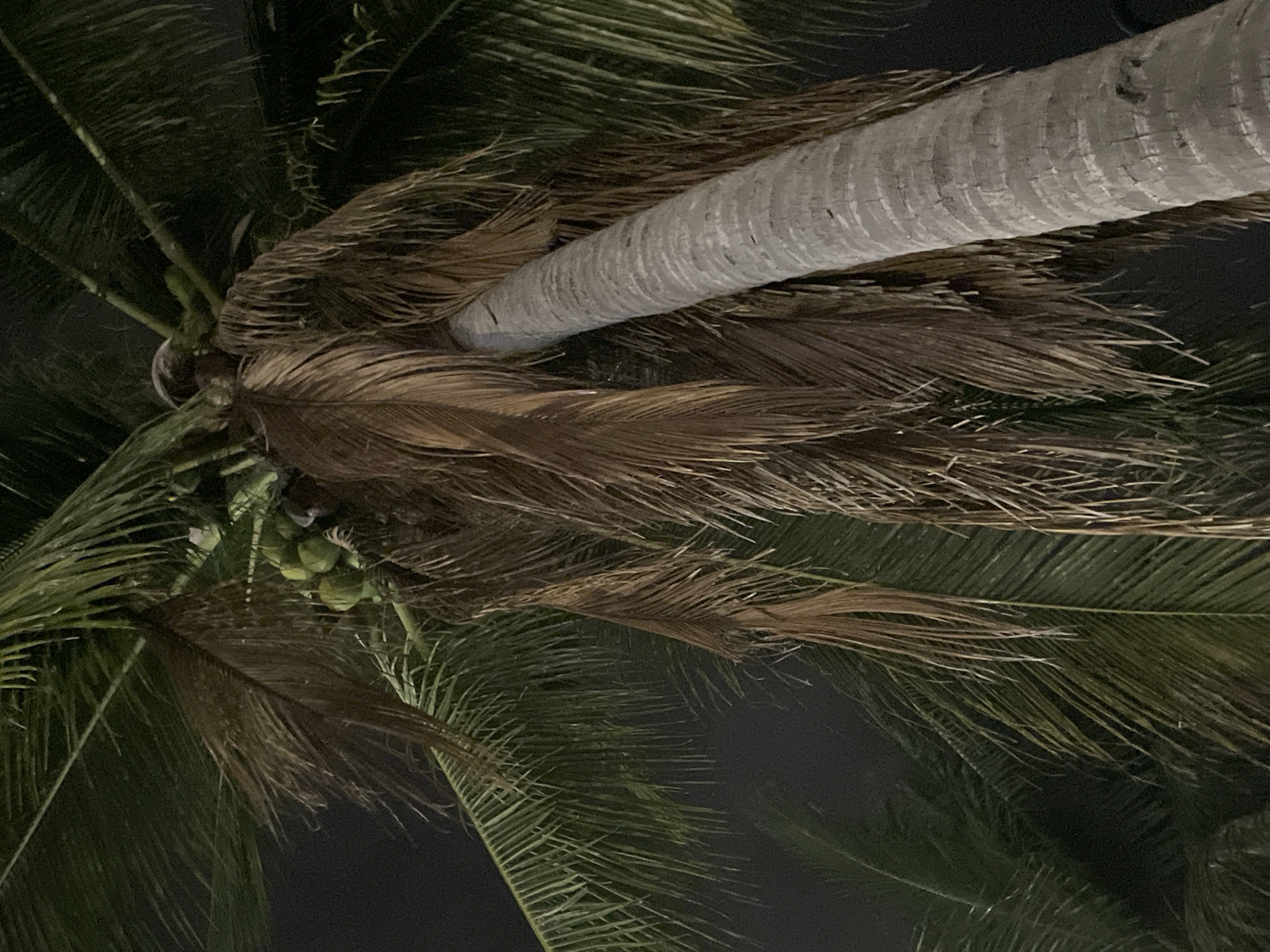 The media file shows a close-up, upward view of a coconut tree at night. The focal point is the rough, textured trunk of the tree, which is a pale gray and appears to be oriented horizontally across the frame. The trunk is surrounded by numerous palm fronds, some of which are a vibrant green, while others are dried and brown, creating a contrast in color and texture.
In the upper left portion of the image, a cluster of green coconuts is visible, partially obscured by the fronds. The background is dark, indicating nighttime. The overall impression is one of natural abundance and the lush tropical environment, likely in a location like Phu Thuy Ward, Vietnam. There is no text visible in the image. The lighting suggests it might be under artificial illumination, common in many tropical tourist areas at night.