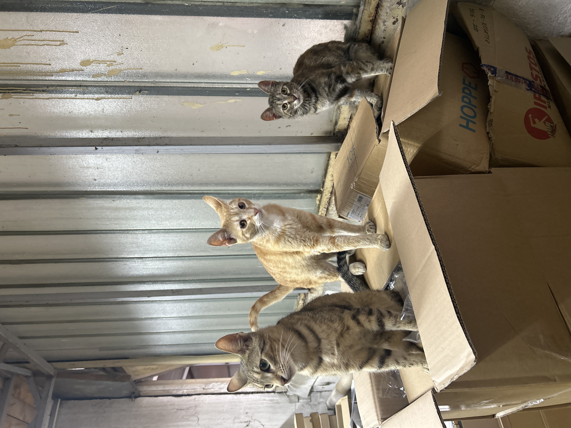 Three domestic cats are perched atop a stack of cardboard boxes. The cat on the left is a tabby, facing left with its body angled towards the viewer. The cat in the center is orange, also facing left. The cat on the right is a grey tabby, facing the viewer. The cats are in an indoor environment with a corrugated metal wall in the background. Struma, Bulgaria is not mentioned in the image.