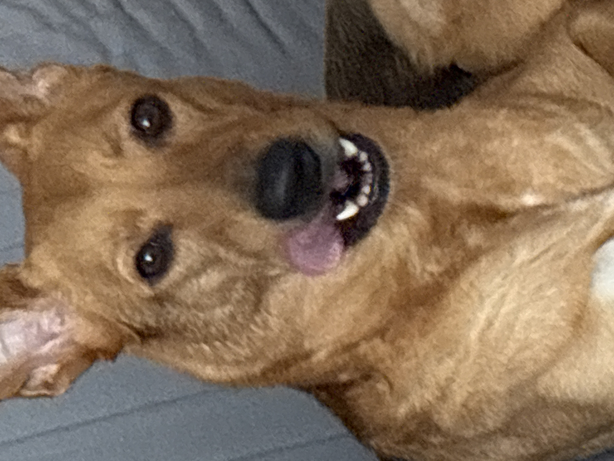 A close-up, low-angle shot shows a medium-sized, tan-colored dog with its tongue sticking out. The dog is looking directly at the camera. Its ears are perked up, and its eyes are dark and round. The dog's mouth is open, revealing sharp white teeth and a pink tongue. The background is a blurry, textured gray surface, possibly a couch or blanket. The lighting is dim, with some highlights on the dog's fur and eyes. The image quality is grainy, suggesting it was taken with a mobile phone in low light. There is no indication of the location being in Saint Petersburg, Russia, as there are no landmarks or contextual clues to suggest this.