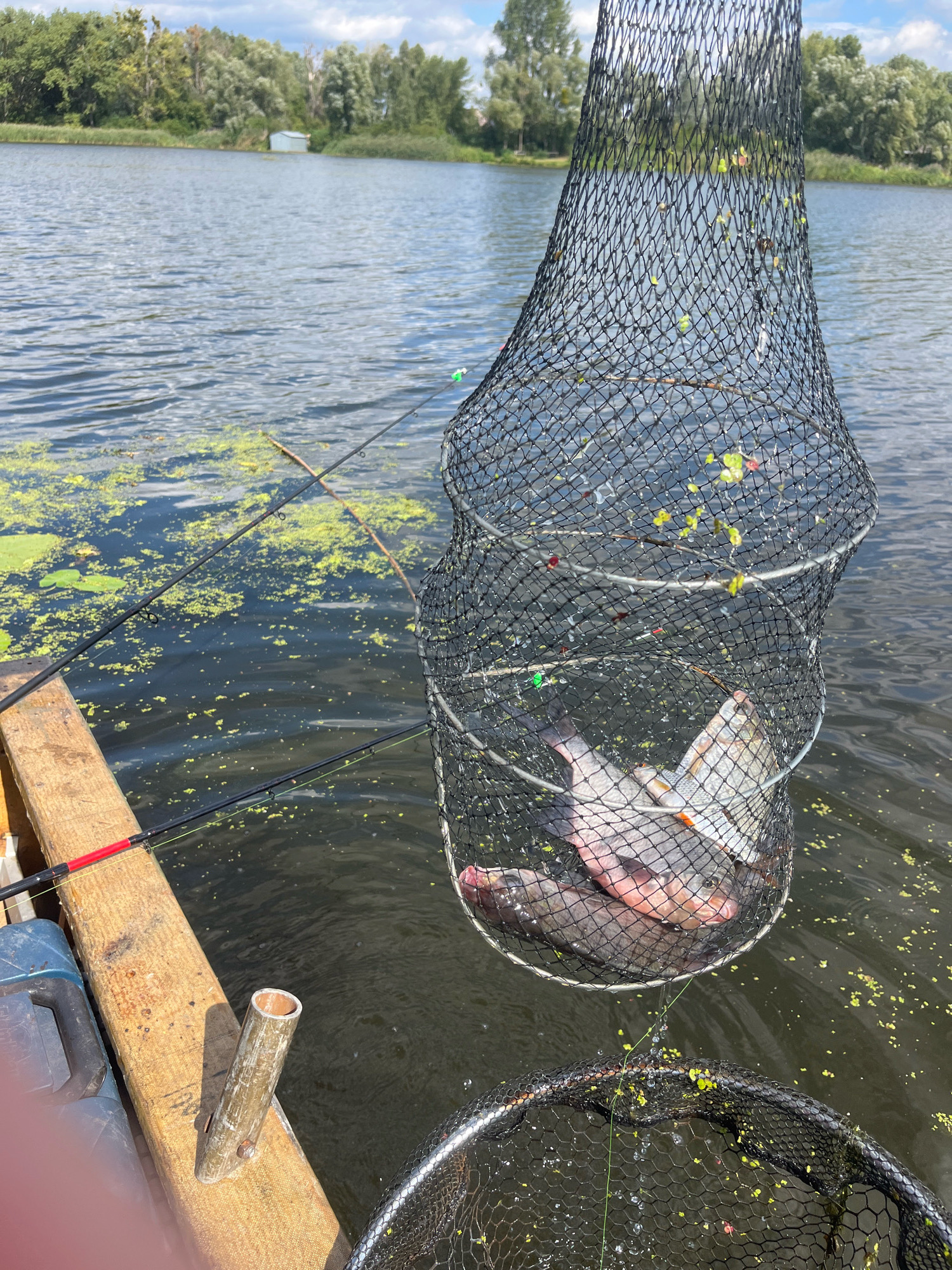 In Vyshenʹky 2, Ukraine, a fishing net hangs over the water, holding a catch of several fish. The net is suspended above the dark water, which is dotted with patches of green aquatic vegetation. In the background, a tree line forms the distant shore under a cloudy sky. In the foreground, a wooden surface with fishing rods is visible, suggesting the activity took place from a boat or pier. Another fishing net lies in the water below the primary net.