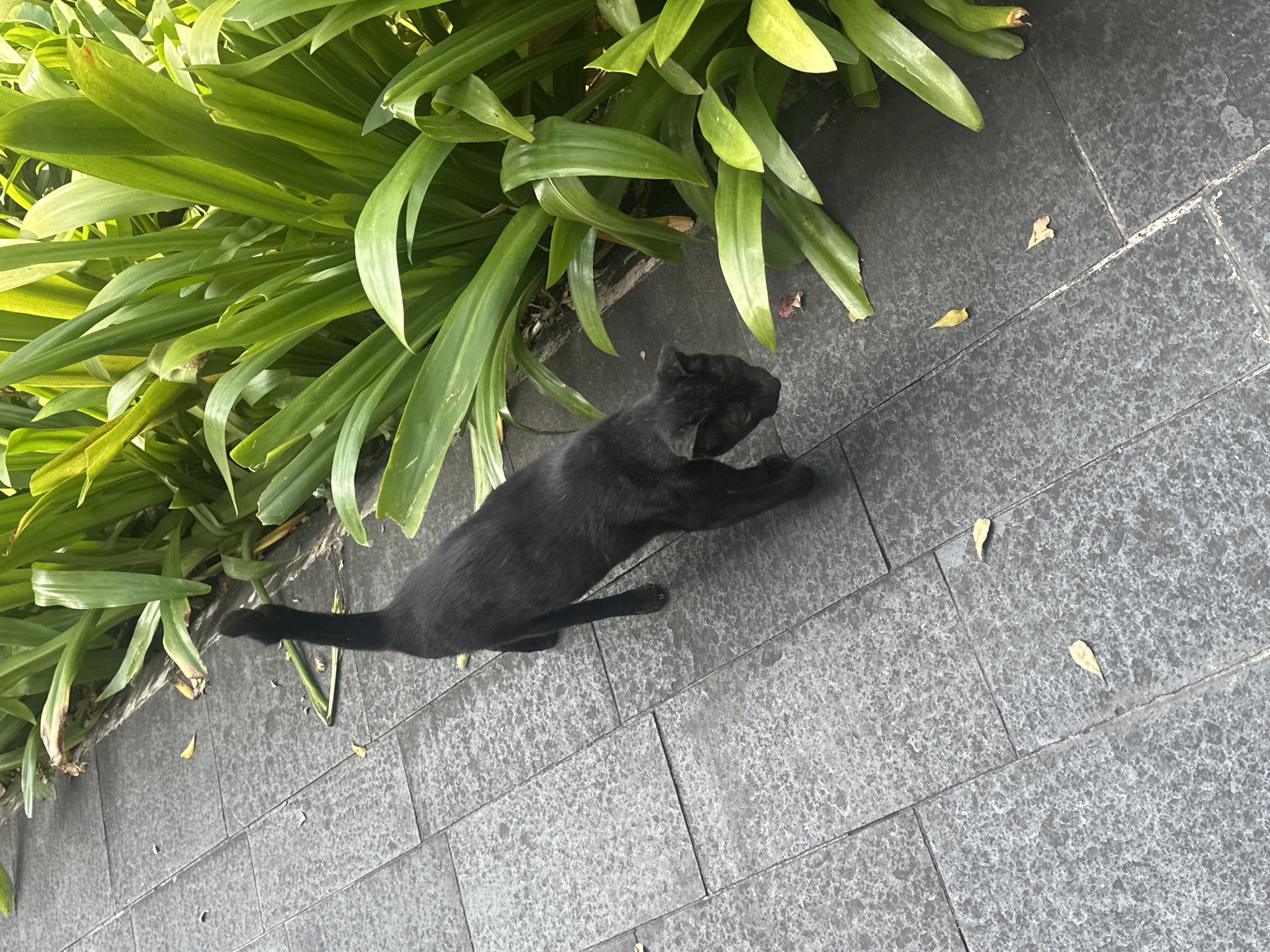 The image shows a black cat stretching on a gray tiled surface next to green plants. The tiles are large and rectangular, arranged in a grid pattern. Two small, yellow leaves are scattered on the tiles. The plants have long, smooth leaves. The image was taken outdoors in West Jakarta, Indonesia.