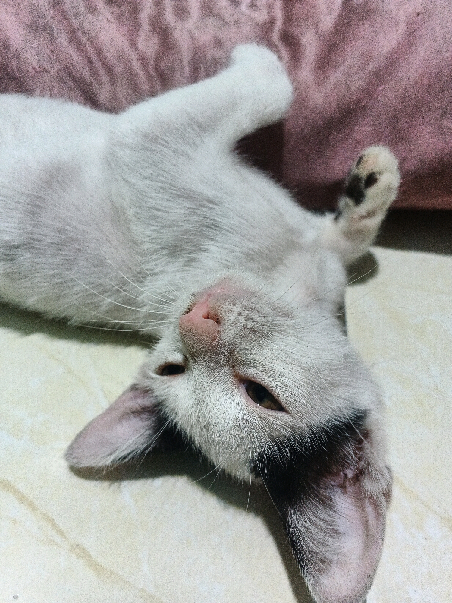 An outdoor, close-up, eye-level, vertical shot shows a white cat lying on its back on a tiled floor. The cat is mostly white with black markings on its ears and around one eye. Its eyes are partially closed, and its mouth is slightly open, revealing a pink tongue. One paw is extended upwards, showing a black-and-white pad. The background consists of a pinkish fabric with a textured surface. The cat's fur appears soft and slightly disheveled. The lighting suggests a natural or indoor light source, casting shadows on the floor. The scene is likely located in a residential area within the city of Kadu, Indonesia, given the tiled floor common in such regions and the presence of domestic animals.