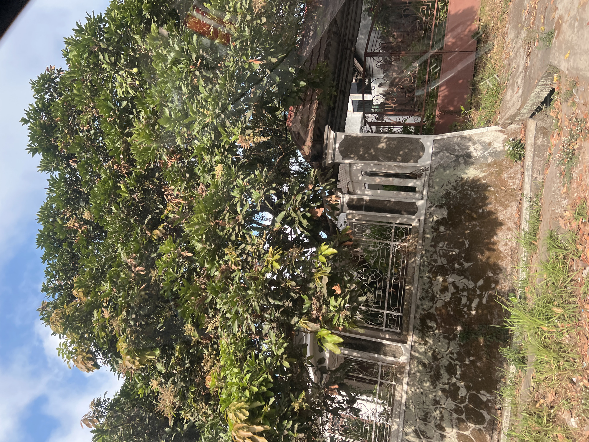 The image shows a view from a vehicle, looking towards a large tree with dense green foliage that obscures parts of the sky and a house. The tree appears to be bearing fruit, with some small yellow or green fruits visible. The house has a tiled roof and a fence made of stone and decorative metalwork. A brown metal gate is also visible. The foreground shows a grassy area with fallen leaves and a concrete drainage ditch. The scene is likely set in a residential area in Badran, Indonesia, as indicated by the tropical vegetation and architectural style. The lighting suggests it is daytime, with shadows cast by the tree and house.
