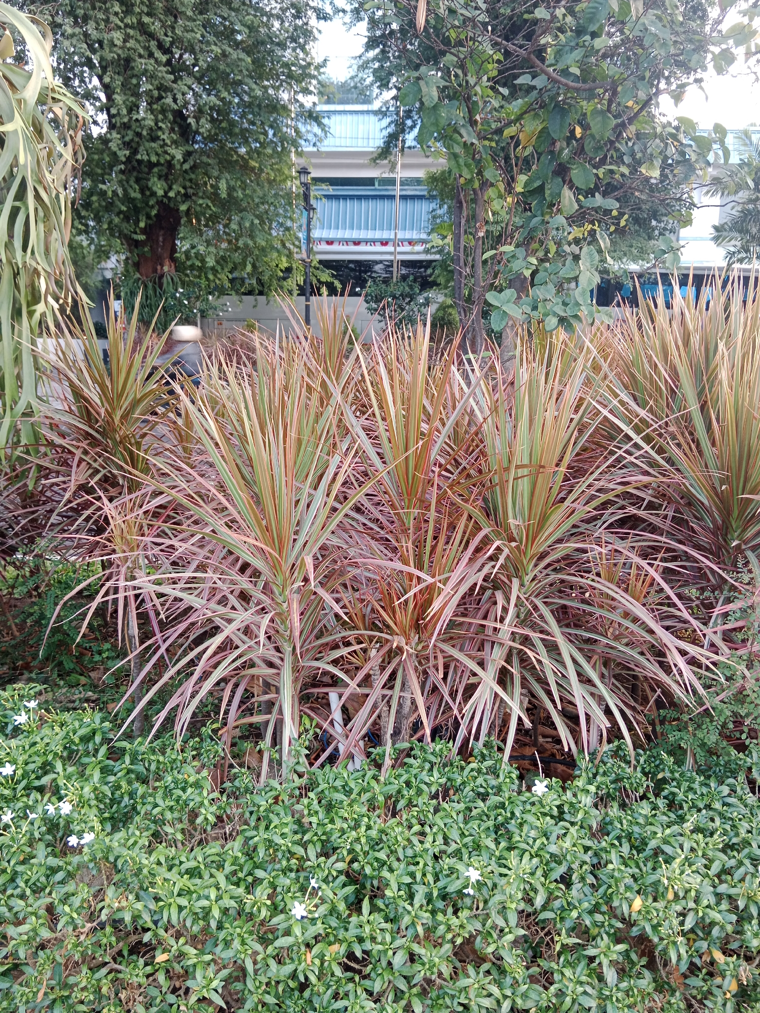 The image displays a densely planted garden in front of a building, possibly in a city environment. The foreground is dominated by a low-lying green shrubbery with scattered small white flowers. Behind this, a row of tall, spiky plants with reddish-green leaves is prominent. In the background, there are several large trees, some with broad leaves, and a building with a light blue facade and a prominent blue slatted structure. The overall impression is of a well-maintained, urban green space, likely a park, public garden, or the grounds of an institution. The lighting suggests it is daytime, possibly late afternoon or early morning, with soft shadows. No people are visible in the image. The vegetation appears healthy and well-watered. Without further context or identifiable landmarks, pinpointing the exact location in Yogyakarta, Indonesia is not possible solely from the visual information provided.