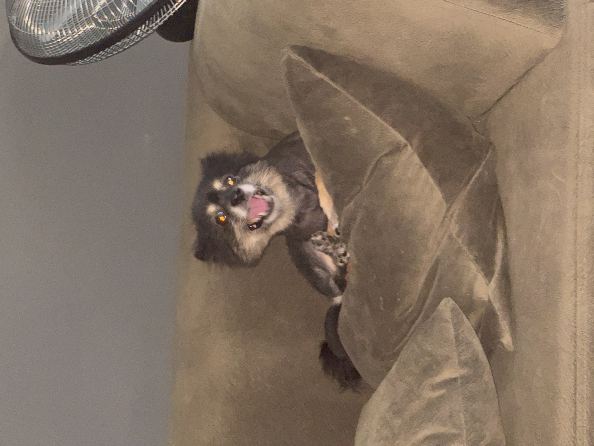 The media file shows a small, fluffy dog peeking out from between the cushions of a couch. The dog has dark fur with lighter tan markings around its face and eyes. Its mouth is open, revealing its pink tongue, and its eyes are bright and alert. The dog appears to be playfully entangled in the couch, with its paws visible. The background is a muted gray wall, and the top left corner of the frame shows a portion of a fan. The overall impression is a candid and humorous moment captured at home, likely indoors. There is no visible text in the image.