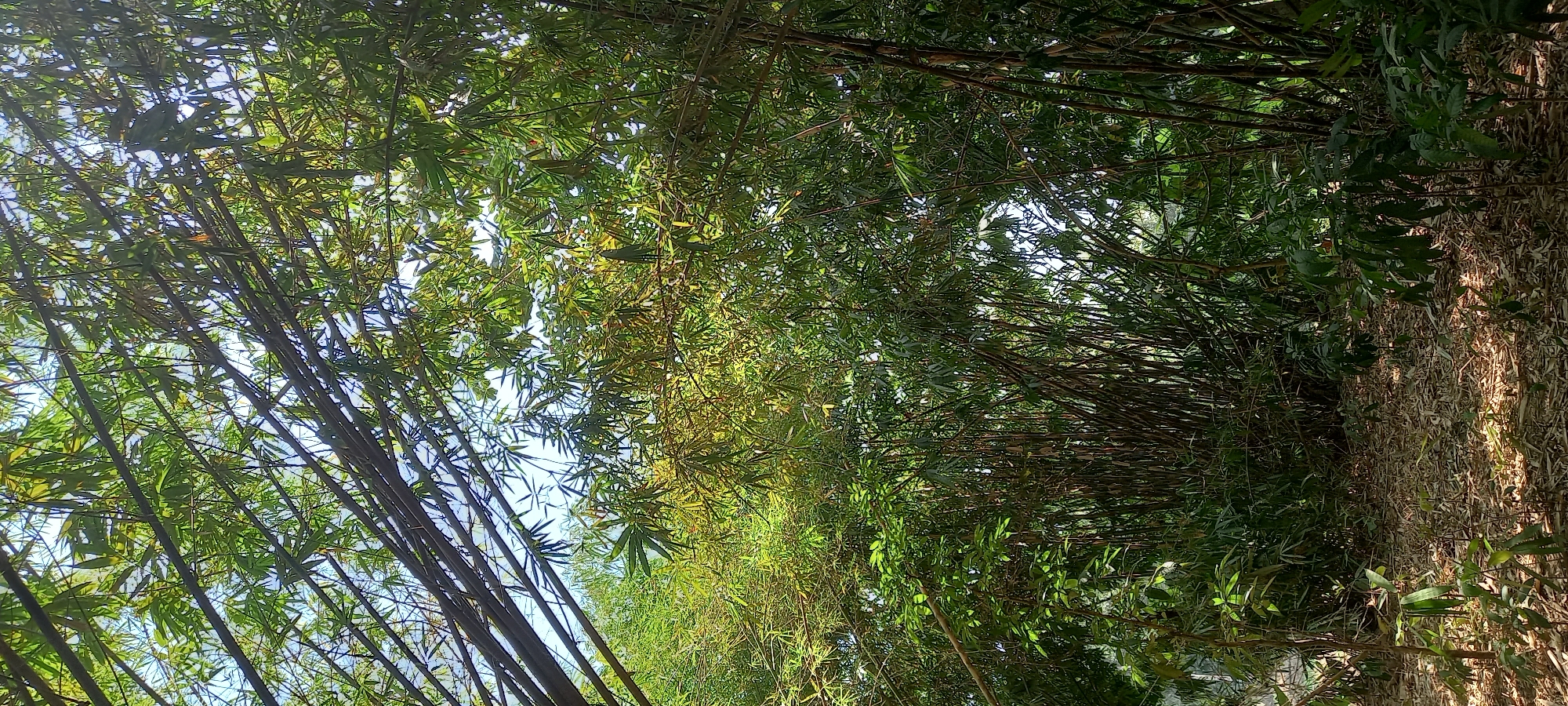 The image depicts a dense bamboo forest in Sidamulya, Indonesia. The foreground is carpeted with dry, fallen bamboo leaves and interspersed with small, green plants. Dominating the scene are numerous tall, slender bamboo stalks, some appearing dark and mature, others lighter and younger, forming a thick wall of vegetation. Sunlight filters through the canopy, creating dappled light patterns on the ground and illuminating the green leaves and branches above. The overall impression is one of a lush, natural, and somewhat enclosed environment. There are no people or animals visible in the image.