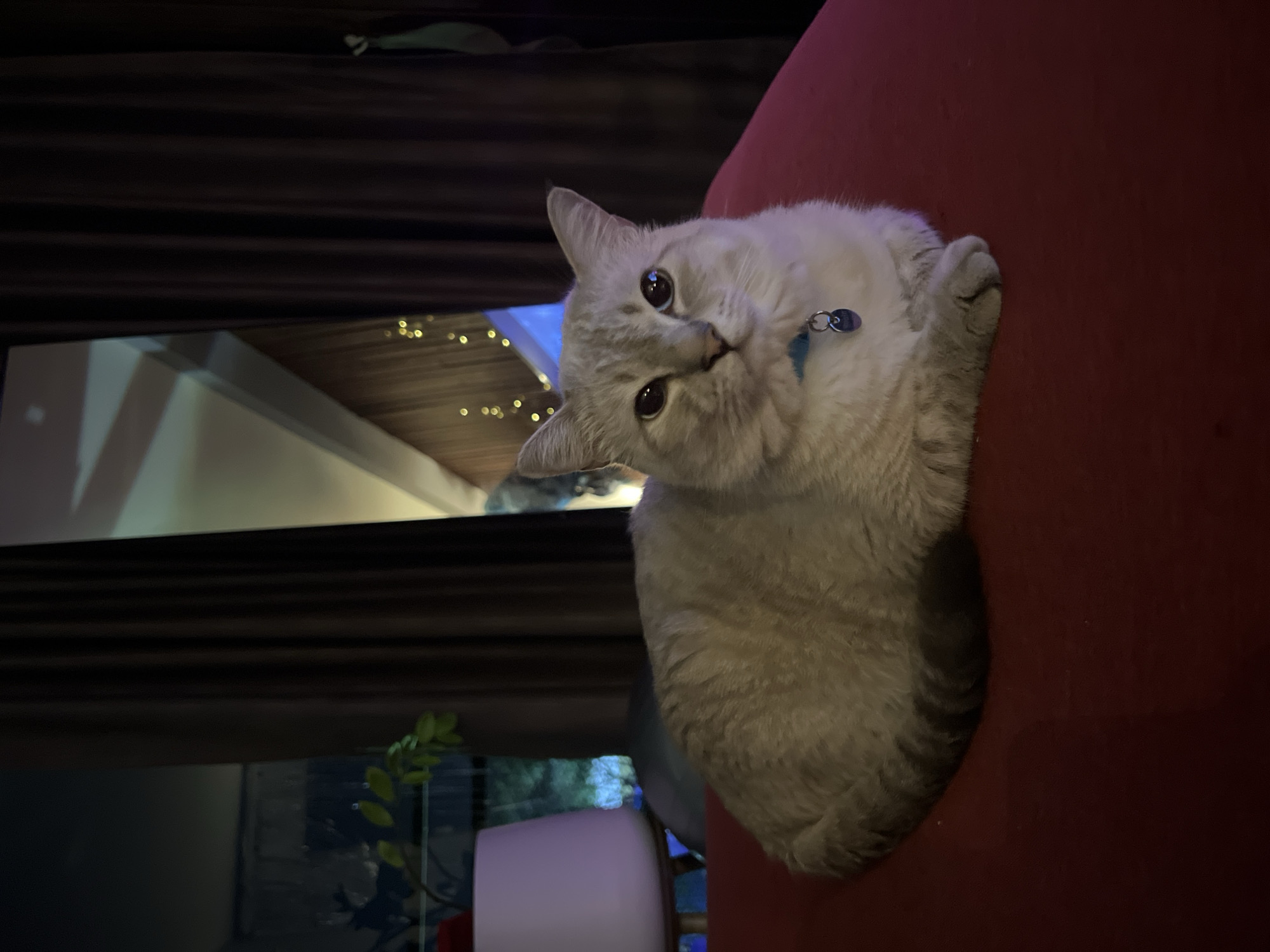 The image depicts a domestic cat situated in an indoor environment within the city of Unknown, Unknown. The cat, exhibiting a light cream to beige fur coloration with darker points on its ears, face, paws, and tail, is lying down centrally on a dark red, upholstered surface. Its body is oriented towards the viewer, with its front paws tucked beneath its chest and its tail curled around its side. A light blue collar with a circular silver-colored tag is visible around its neck. The background consists primarily of dark brown, vertically pleated curtains on the right and central portions. To the left, a window is visible behind a white, cylindrical object and a green-leafed plant. Through the window, blurred blue and green ambient light is present. On the right side of the background, behind the curtains, multiple warm, yellow-orange string lights are illuminated, creating blurred bokeh effects. The scene is dimly lit, suggesting an interior setting with artificial light sources providing illumination.