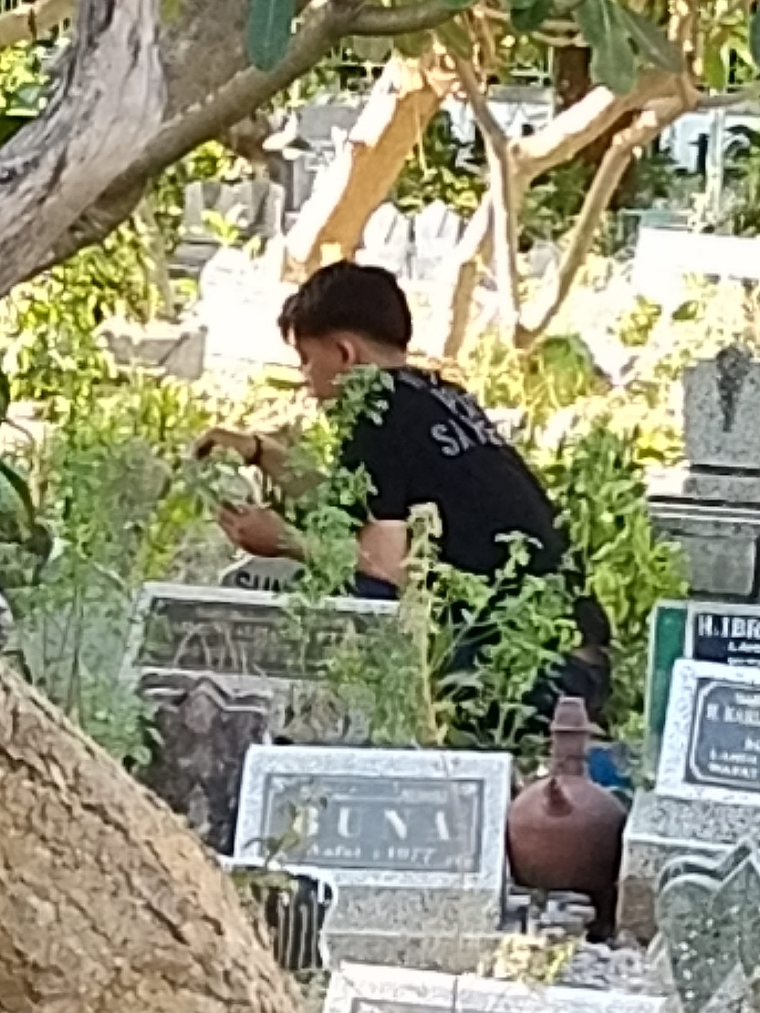 The image depicts a young male wearing a black t-shirt with "SA" visible on the back, standing in a graveyard. He is holding a mobile phone in his left hand and appears to be tending to some plants or greenery with his right hand. The setting is characterized by numerous gravestones, some of which are covered in foliage. Trees with visible branches are also present, casting shadows and creating a dappled light effect. In the background, more gravestones and vegetation are visible, suggesting a well-established cemetery. A clay jar is placed in front of one of the gravestones. The image appears to have been taken outdoors in what looks like a typical Indonesian cemetery. The overall impression is one of quiet activity and remembrance in a natural, albeit somber, environment. The location is identified as a cemetery in Surabaya, Indonesia.