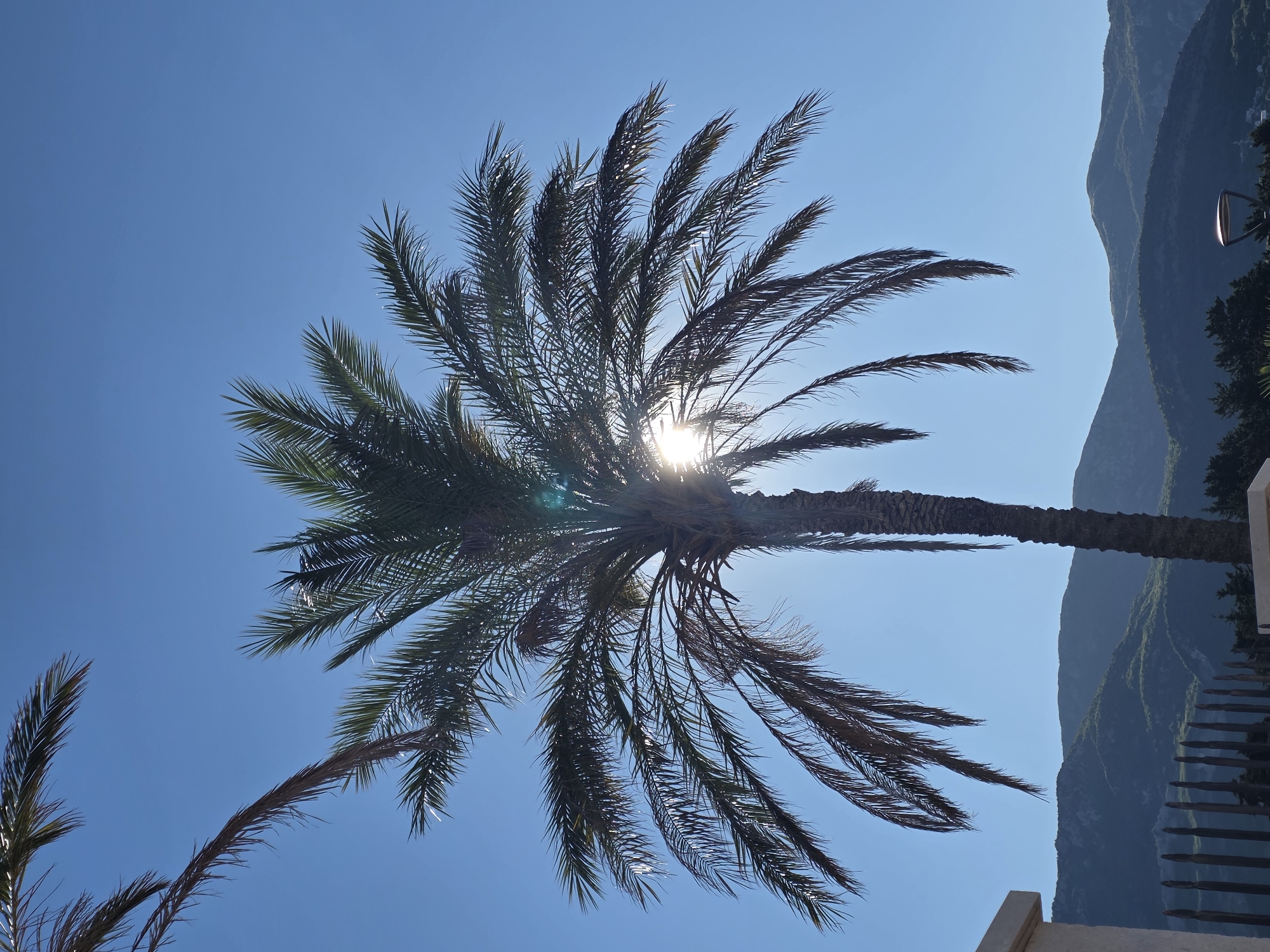 The image depicts a clear, bright day with a vibrant blue sky. A large palm tree dominates the center of the frame, its fronds reaching out against the sky. The sun is partially obscured by the palm fronds, creating lens flare and highlighting the delicate texture of the leaves. In the background, lush green mountains rise, their slopes softened by distance and the bright sunlight. At the bottom of the image, a hint of a fence and a white structure can be seen, suggesting an outdoor, possibly coastal or Mediterranean, setting. The overall impression is one of a serene and sunny landscape.