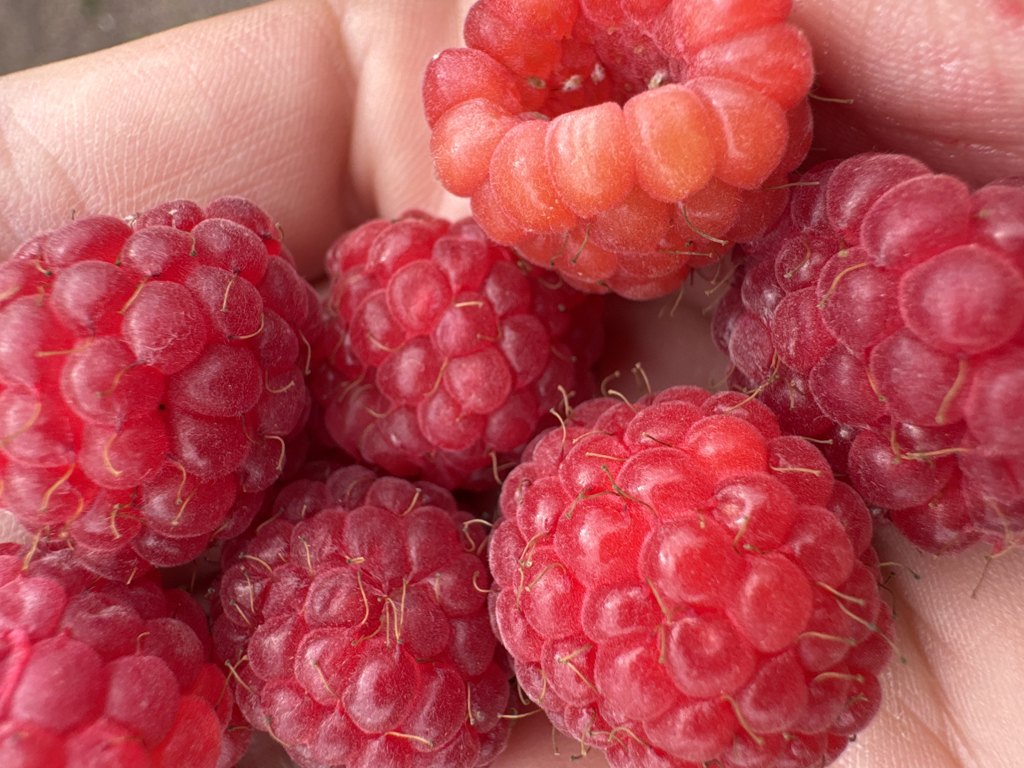 A close-up, overhead view shows a person's hand holding a cluster of ripe raspberries. The raspberries are a deep red color and appear plump and juicy, with individual drupelets visible on each berry. Tiny, light-colored hairs cover the surface of the raspberries. The hand is cupped, and the skin is wrinkled, suggesting it belongs to an adult. The background is slightly out of focus, hinting at an outdoor setting, possibly in Kempelevo, Russia, where raspberries are known to grow. The lighting is natural and soft, highlighting the texture and color of the fruit.