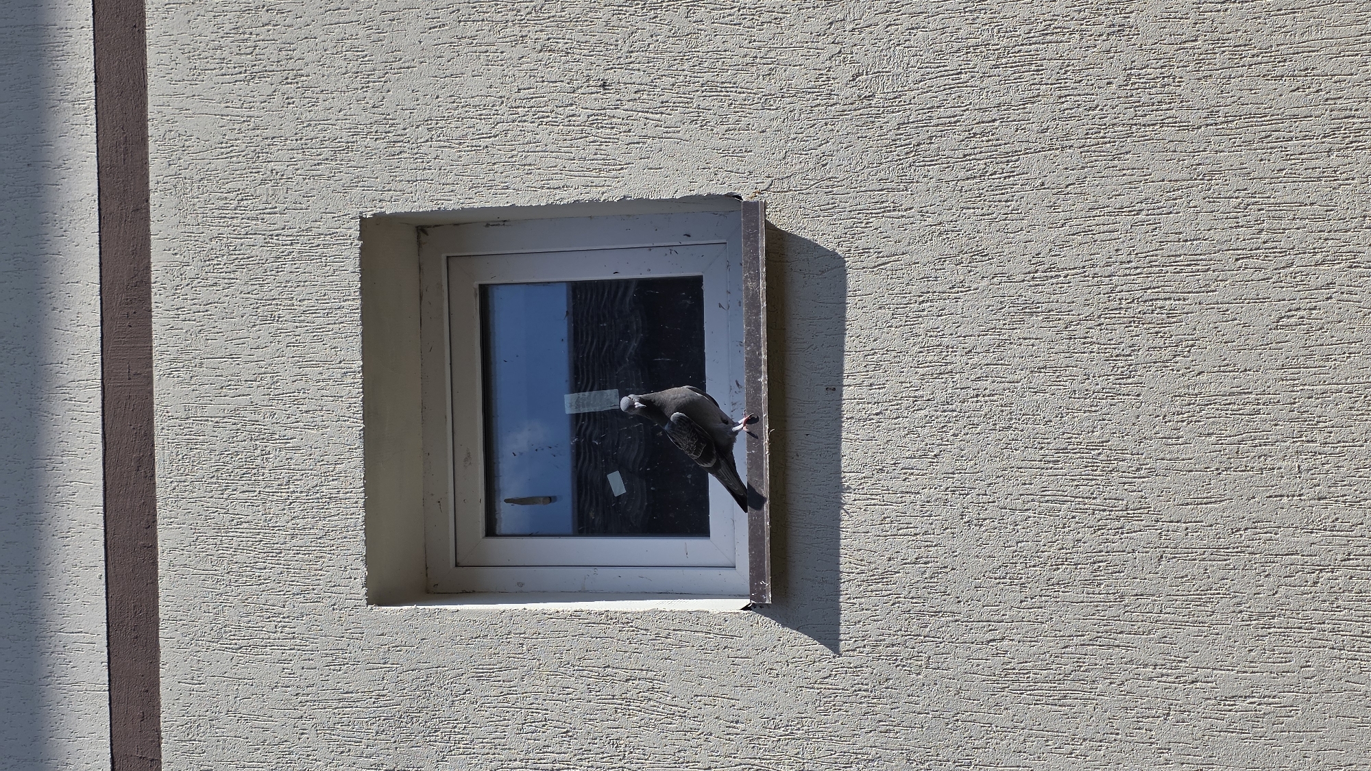 A pigeon stands on the windowsill of a building with textured, light-colored walls. The pigeon is dark gray with iridescent neck feathers. The window has a white frame and is reflecting the sky and roofline of another building. A brown stripe runs horizontally across the building above the window. The scene appears to be outdoors in daylight, casting a shadow from the windowsill onto the wall below. The location is the city of Staroshareevo, Russia.