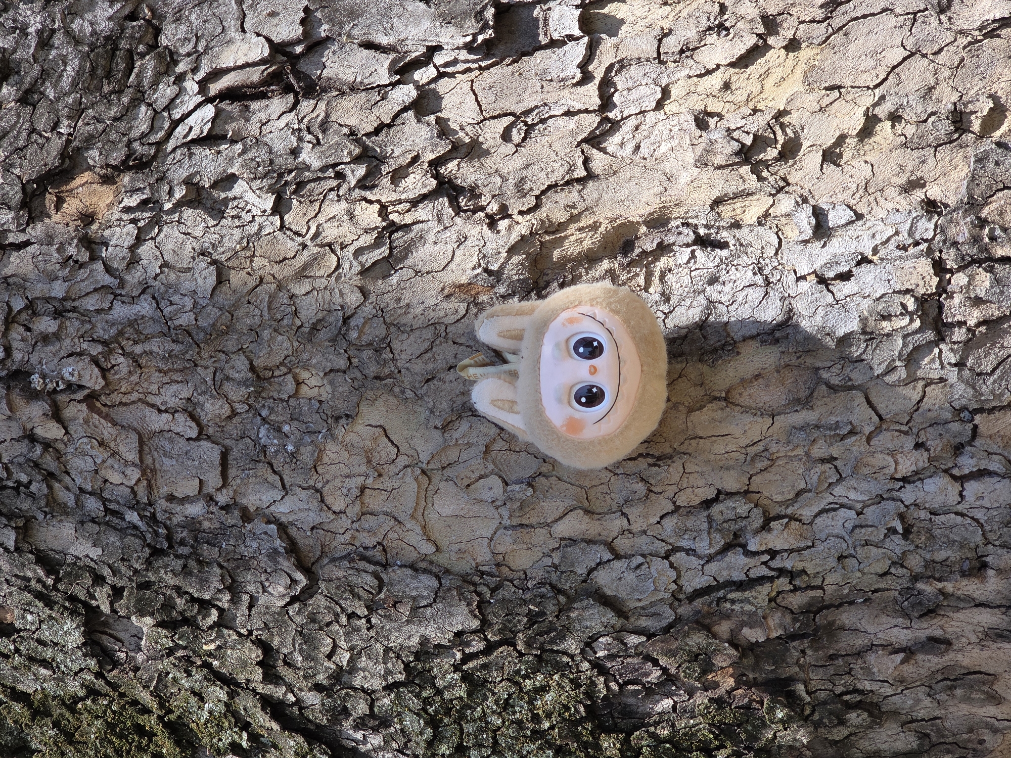 The image shows a plush toy resembling a sloth or koala resting on a tree trunk. The tree trunk's bark is dry, cracked, and varies in color from light brown to darker gray. The toy has large, cartoonish eyes and a soft, neutral expression. The lighting suggests an outdoor setting with dappled sunlight. There are no people visible in the image. The location within the city of Varna, Bulgaria cannot be confirmed based solely on the provided image.