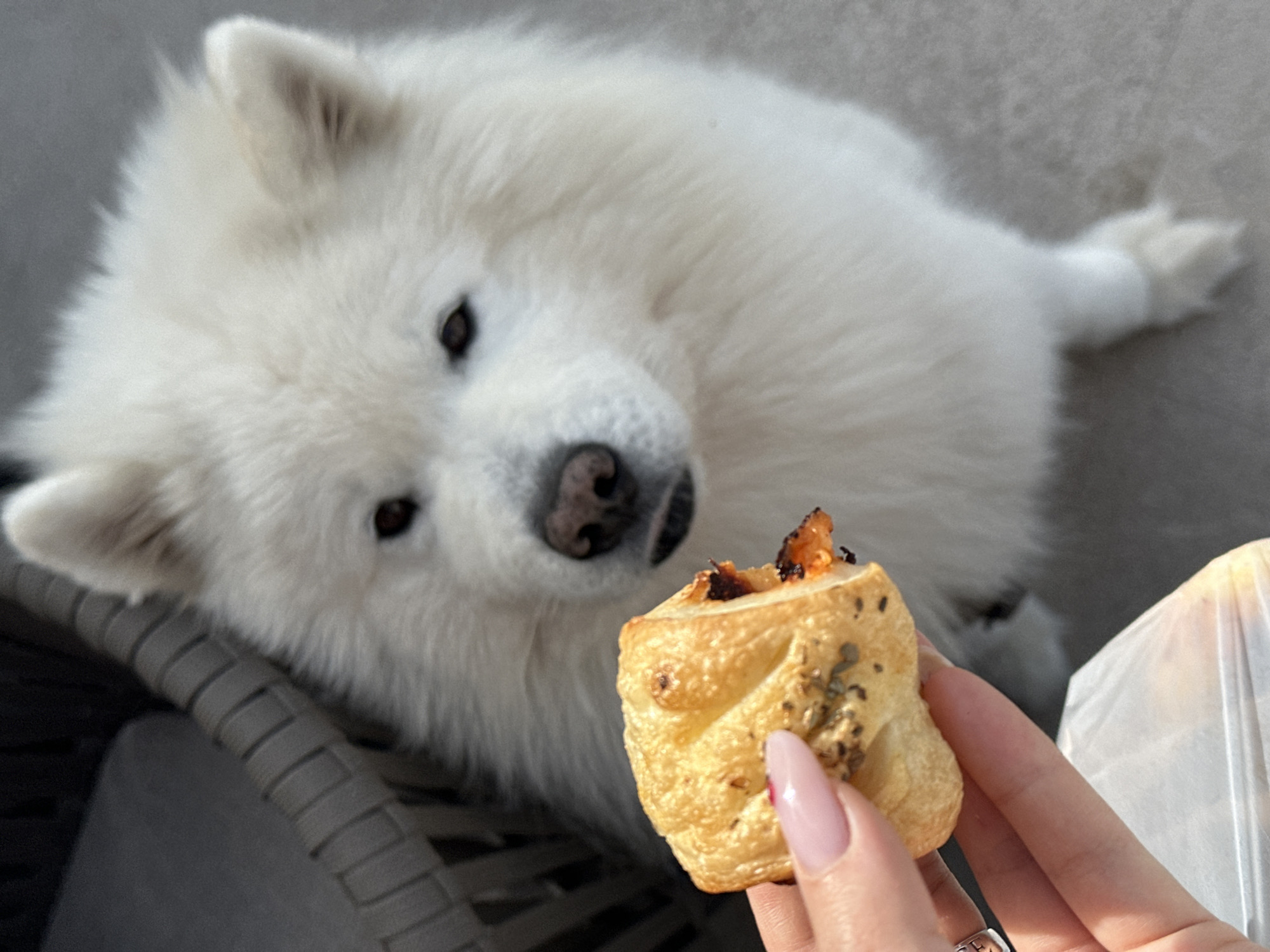 A white Samoyed dog lies on a gray wicker chair, looking at a partially eaten pastry held by a person with pale pink fingernails. The person's hand also reveals a ring. A plastic bag is visible in the background. The location is unknown, as Šušanj, Montenegro, cannot be confirmed based on this image.