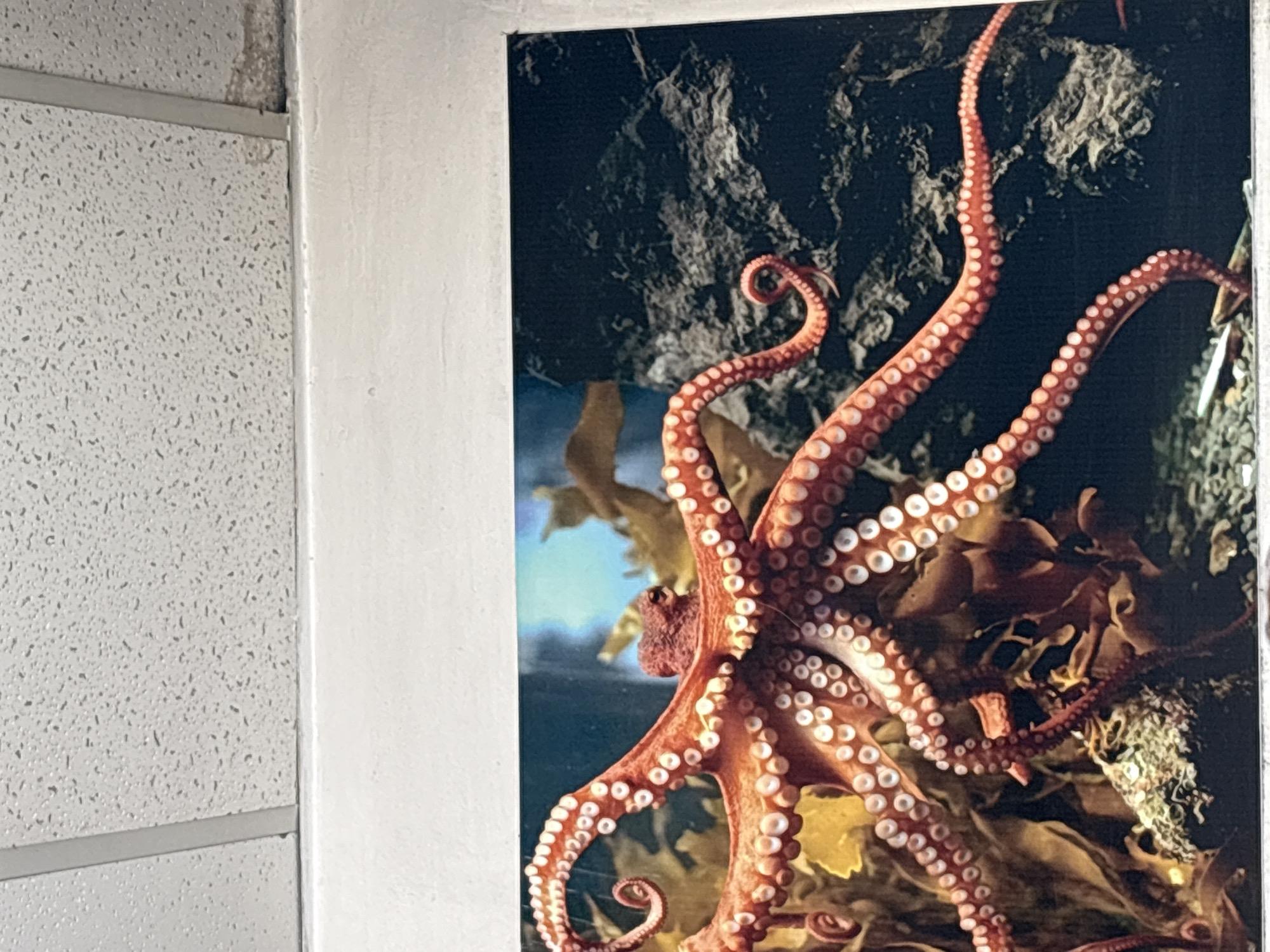 The media file captures a framed image of a large, reddish-brown octopus, displayed in an indoor setting. The octopus is the central subject, with its main body and numerous arms prominently featured. Its arms are adorned with distinct white suckers, some gracefully curled, others extending into the deep-sea background. The background within the framed image shows a dark, rocky underwater environment, interspersed with patches of golden-brown kelp or seaweed, suggesting a natural habitat or an aquarium display.
The framed octopus image is bordered by white. To the left of this frame, a light-colored, textured surface is visible, resembling an acoustic ceiling or wall tile with a speckled pattern. A thin, light grey metal strip horizontally traverses this textured surface, indicative of a typical grid system found in false ceilings. A very narrow white vertical line separates the octopus image from the right edge of the photograph.
The overall scene suggests an indoor environment, possibly a public space like an aquarium, museum, or office building, where the octopus image is mounted as decor. There is no discernible activity other than the static display of the image. No visible text is present in the media file. The time of day and weather conditions are not apparent, as the image focuses on an interior display.