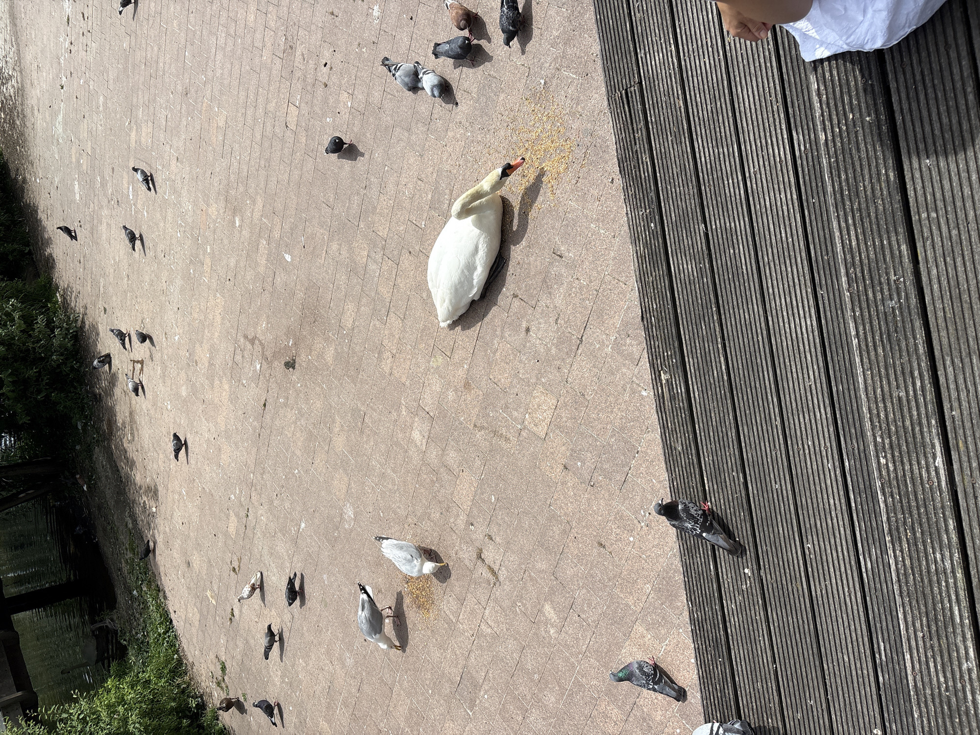 In an outdoor urban environment, a white swan with an orange beak is eating scattered grains on a paved walkway. Several pigeons are also present, some pecking at the grains near the swan, while others are scattered further away on the pavement. Two seagulls are observed near the center of the frame, also feeding on the grains. In the foreground, a set of dark wooden planks runs horizontally across the image, with two pigeons perched on them. A person's hand holding a white paper bag is visible on the lower right corner of the planks. The background shows greenery and water, suggesting a park or waterfront area.