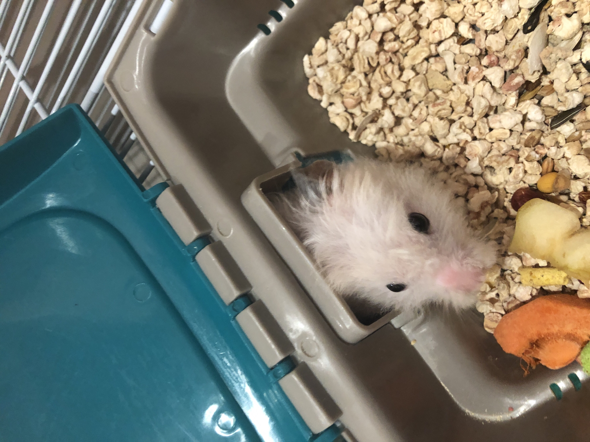 A light-colored hamster with prominent dark eyes and pink cheeks peeks out of a plastic tunnel in a cage. The cage appears to be made of tan plastic with a teal-colored lid, which is propped open. The bottom of the cage is filled with bedding material, a piece of orange food, and other food items. The image is a close-up shot, focusing on the hamster and its immediate surroundings. The image does not contain any information that would suggest its location in Solikamsk, Russia.