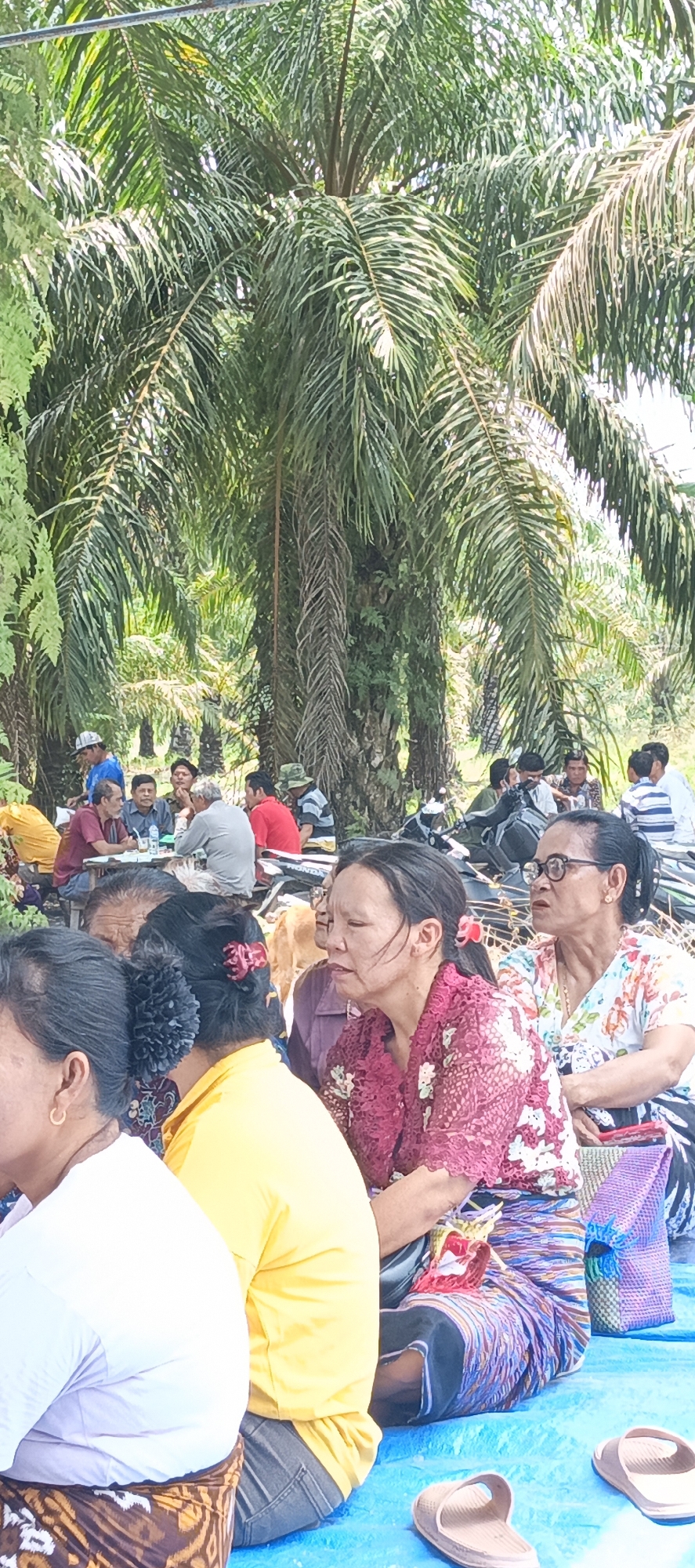 The image depicts a group of people, predominantly women, gathered outdoors under the shade of palm trees. The setting appears to be a rural or semi-rural area, possibly in Negeri Lama, Indonesia, given the presence of palm trees which are common in that region. The ground is covered with a blue tarp, indicating some form of event or gathering.
Several individuals are seated on the ground, facing in various directions, suggesting a communal event or meeting. In the foreground, a woman in a white shirt and a patterned skirt is visible from the side. To her right, another woman wearing a bright yellow shirt is seated. Further back, a woman in a maroon patterned top and a colorful striped skirt is looking to her right. Next to her, a woman with glasses and a floral patterned top is also looking to her right.
In the background, a group of men are seated around a table, some engaged in conversation. There are also motorcycles parked in the background, suggesting transportation. The overall atmosphere seems relaxed and informal. The lighting suggests it is daytime, with sunlight filtering through the palm fronds. The vegetation, particularly the large palm trees, is a dominant feature of the environment.