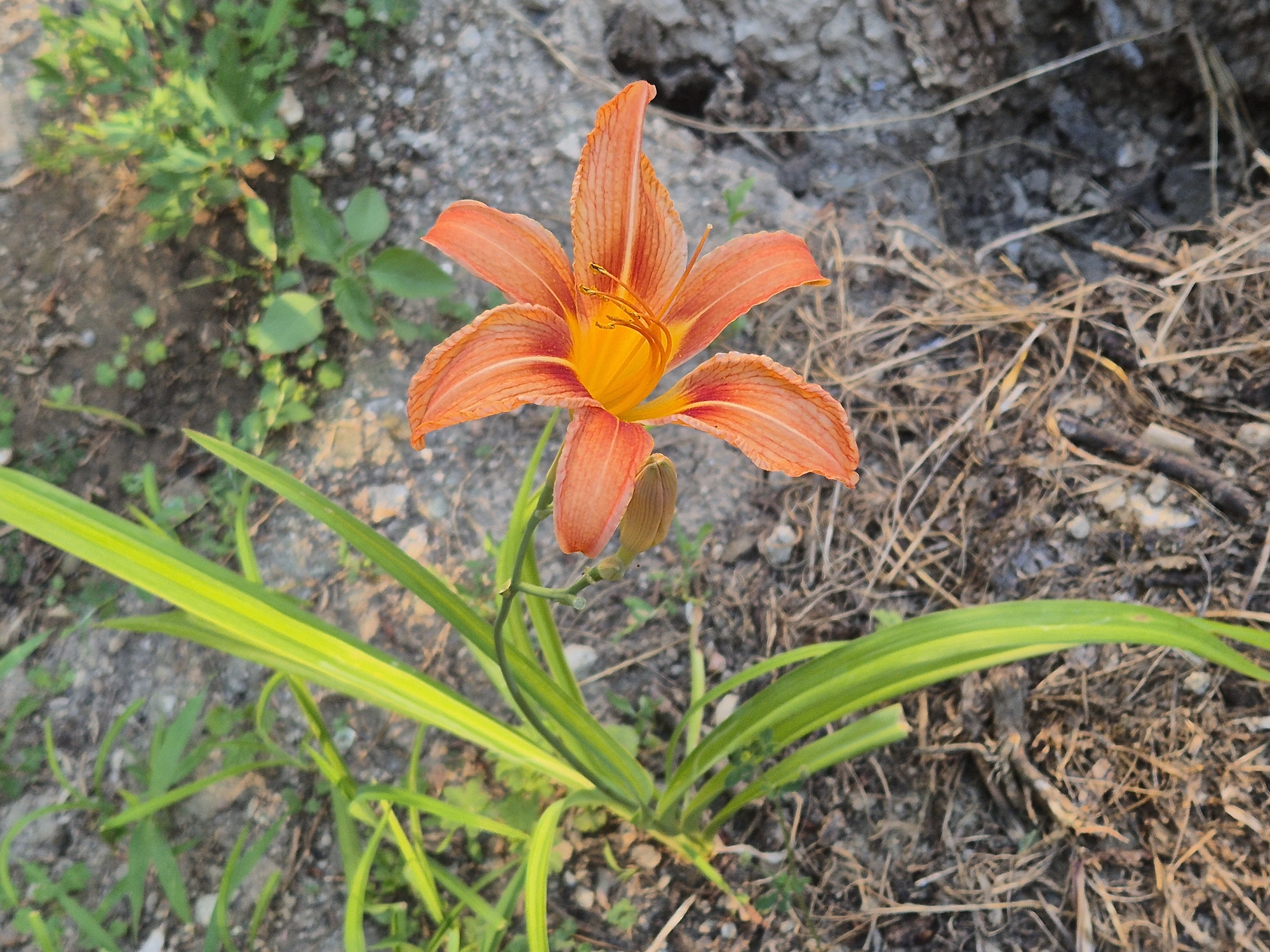 An orange lily in full bloom is captured in a close-up shot from a slightly elevated angle. The lily's petals are vibrant orange with darker orange lines running through them, and its center is a bright yellow with delicate stamens. The flower is attached to a green stem with long, sword-like leaves. The background is a mixture of dry soil, small pebbles, and scattered dry grass. In the upper right portion of the image, there is a patch of green foliage. The lighting suggests it is daytime, possibly late afternoon due to the warm tone of the light. The scene appears to be outdoors, in what could be a garden or a wild, uncultivated area within the city.