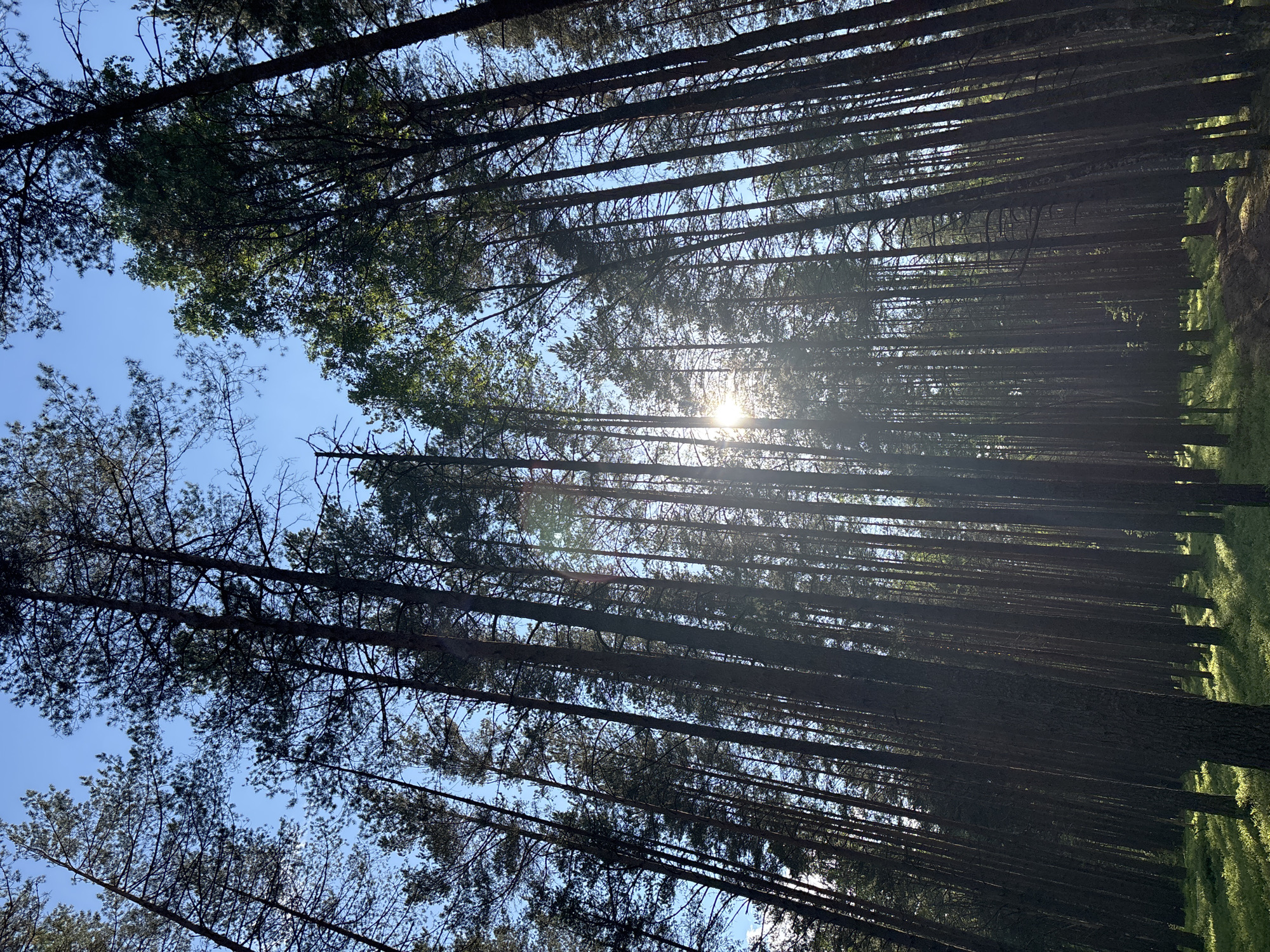 The image captures a dense pine forest, viewed from ground level looking upwards towards a clear blue sky. Numerous tall, slender tree trunks, dark brown to black in color, rise vertically, creating strong lines that dominate the scene. Their branches and green needle-like foliage form a canopy that partially obscures the sky.
The sun is a prominent feature, positioned towards the upper-center of the frame, shining brightly through the trees. It creates a striking starburst effect and casts rays of light that illuminate portions of the forest. On the right side of the frame, patches of vibrant green grass or moss on the forest floor are visible, brightly lit by the sun, contrasting with the deep shadows cast by the thick tree trunks.
The overall impression is one of natural beauty and serenity, highlighting the immense height of the trees and the dramatic interplay of light and shadow. The clear, bright sky and strong sunlight suggest a sunny day, likely midday or early afternoon. No people or activities are visible, and there is no discernible text. This scene is characteristic of the pine forests found in areas like Komarovo, Russia.