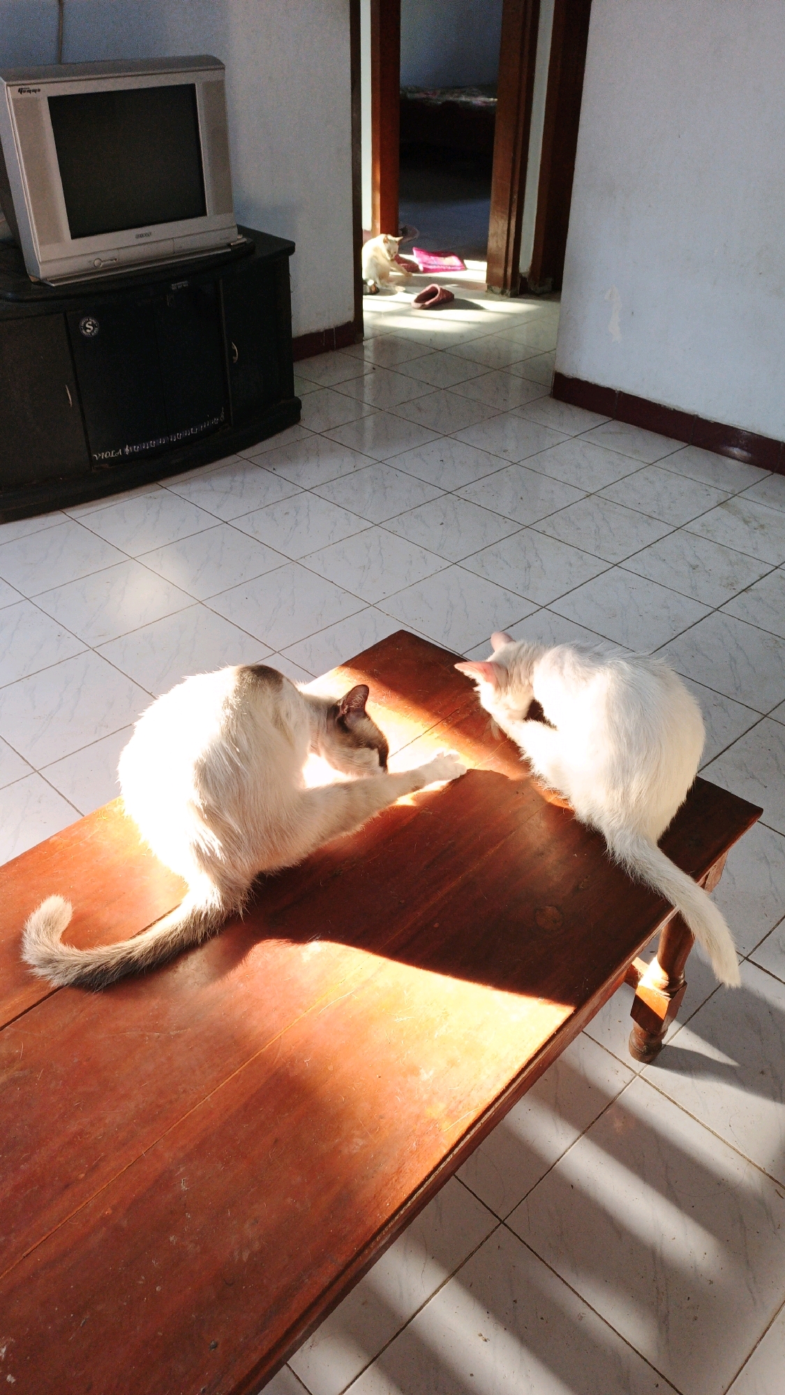 The image depicts an indoor scene bathed in warm sunlight streaming through an unseen opening, casting long shadows across the tiled floor. In the foreground, two cats are the central subjects, positioned on a wooden table. The cat on the left is light-colored with darker markings on its head and tail, and is curled up, grooming its paw. The cat on the right is entirely white and is also engaged in grooming, with its head turned towards its body. Sunlight illuminates the cats and the table surface, creating a bright, warm glow.
The background reveals a doorway leading to another room, where a light-colored dog is visible on the floor, along with two pairs of slippers. Further back, a bed can be glimpsed. To the left of the frame, a vintage television set rests on a dark wooden cabinet. The overall environment suggests a domestic setting. The presence of a dog and slippers hints at a shared living space. The scene, while not explicitly tied to Campurdarat, Indonesia, presents a common domestic interior found in many parts of the world.