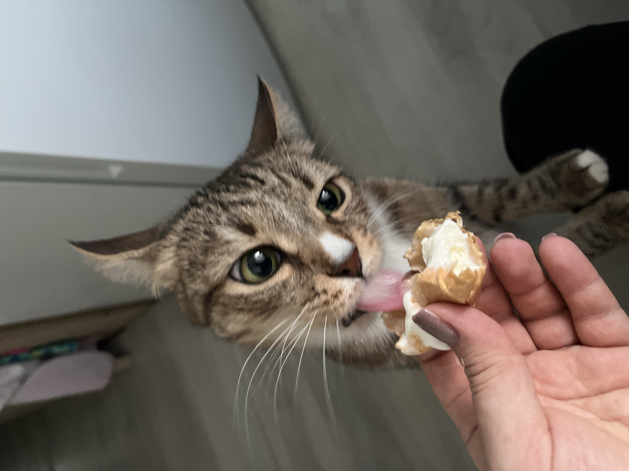 A tan and brown tabby cat with white markings on its face and chest is licking a piece of what appears to be popcorn, held by a fair-skinned hand with gray nail polish. The cat is lying down, with one paw visible in the background. The background consists of a light gray wall and flooring, as well as a dark object, possibly a chair. The location of the city of Izhevsk, Russia, is not discernible from this image.