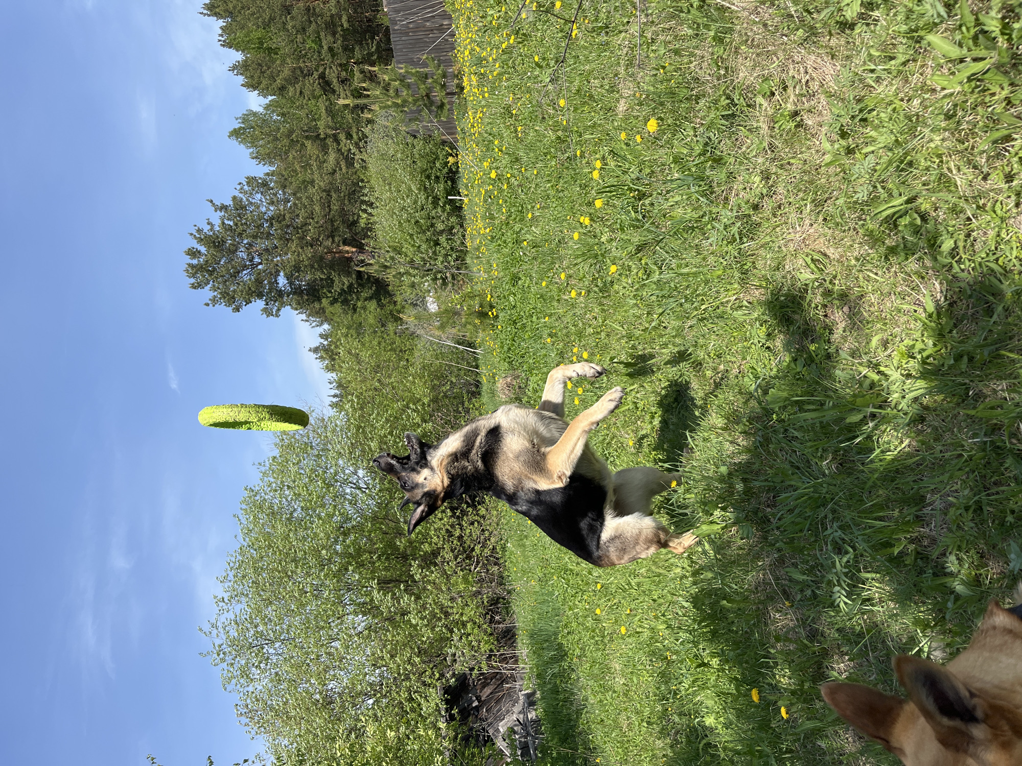 A tan and black German Shepherd dog jumps upward, seemingly attempting to catch a green ring-shaped object in mid-air. The dog is centered in the frame, with its body arched and legs extended. The backdrop features a green field dotted with yellow dandelions and a mix of trees and shrubs. A clear blue sky with scattered clouds is visible above. The presence of trees, dandelions, and blue sky is consistent with a park or field setting in a temperate climate. The city of Nizhny Tagil, Russia, is not apparent in the image.