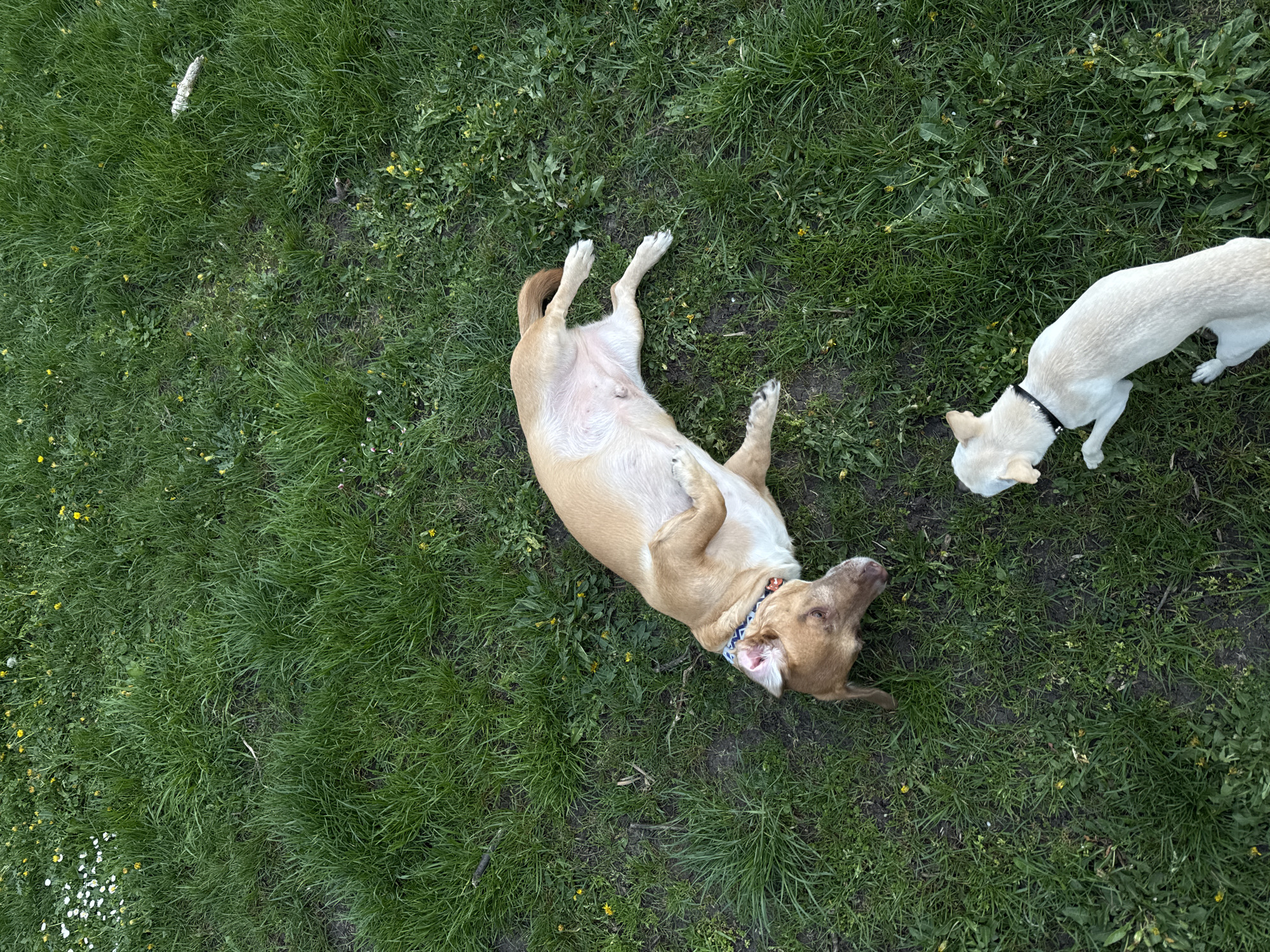 The image shows a grassy area, possibly in a park in Sofia, Bulgaria. Two dogs are present. One dog, light brown in color, is lying on its back with its paws in the air. The other dog, white or light cream-colored, stands near the head of the other dog, facing away. A white object, possibly a stick or bone, is visible in the upper left corner of the frame. The grass is green and lush, with some weeds and flowers mixed in. The image is taken from an overhead perspective.