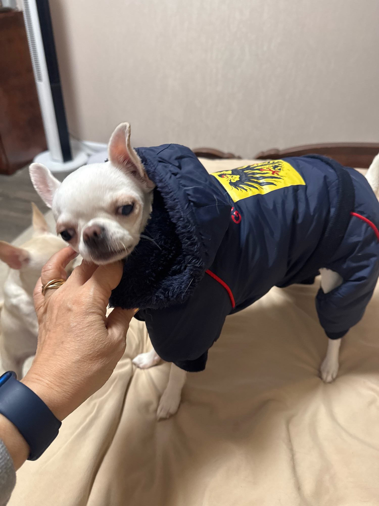 A close-up, medium shot shows a white chihuahua wearing a dark blue dog coat with a yellow emblem on its back. The dog is positioned centrally in the frame, facing left with its head tilted slightly downwards. A person's hand, adorned with a gold ring, is gently touching the dog's face, near its cheek. In the background, out of focus, another lighter-colored dog is visible. The dogs are situated on a beige, textured surface, likely a bed or couch. The environment appears to be indoors, with a hint of a white, vertical object in the far left background, possibly a fan or a piece of furniture. There is no discernible information about the location in Novosibirsk, Russia.