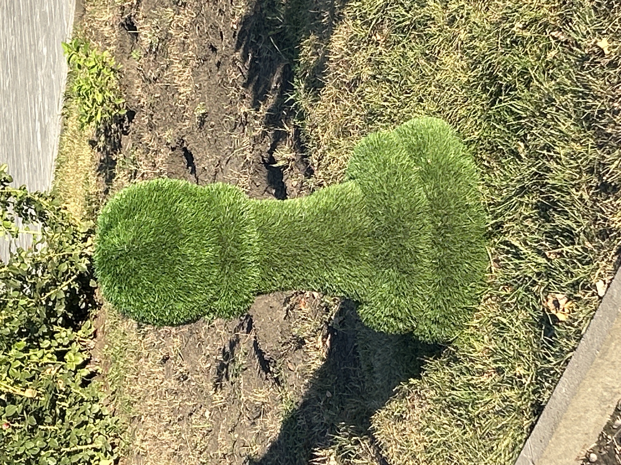 The image shows a topiary sculpture shaped like a penis, placed on a patch of dry grass and soil. The sculpture is made of green, artificial turf and has a distinct bulbous head, a narrow shaft, and a wider base. Behind the sculpture, there is a green bush with some dry branches, and beyond that, a paved walkway. The scene appears to be outdoors, likely in a public space, with shadows indicating it is daytime. The location is identified as Orsk, Russia. There are no people visible in the image, and no actions or interactions are taking place. The overall environment is somewhat unkempt, with dry grass and bare soil surrounding the sculpture.