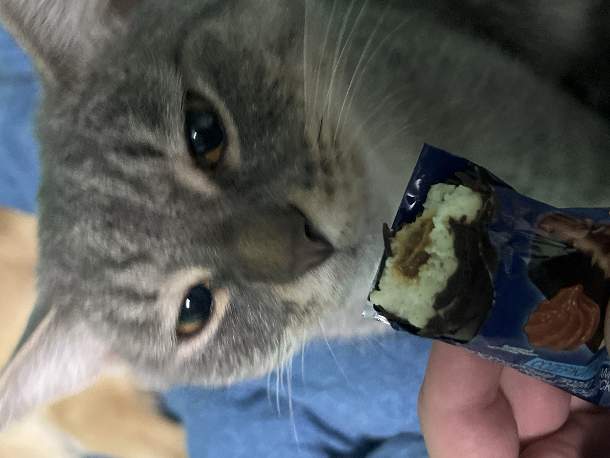 A close-up, medium shot shows a tabby cat with gray fur and green eyes looking down at a piece of candy held by a person's hand. The candy appears to be a chocolate bar with a light green filling and a caramel center. The background is blurred, but it appears to be an indoor setting with a blue blanket and a light brown object. There is no indication of the location in Nizhny Tagil, Russia.