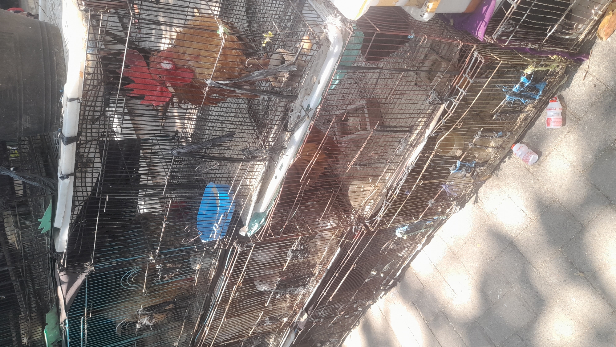 This image depicts an outdoor scene in the city of Pekalongan, Indonesia, characterized by a tiered arrangement of animal cages. The cages, made of metal wire mesh, are stacked several levels high, suggesting a marketplace or animal holding area. Inside the cages, various animals, predominantly chickens, are visible. One prominent chicken, a rooster with a bright red comb and wattle, is clearly visible in the upper right cage, appearing alert. Other chickens, some lighter brown and others darker, are also present in various cages, some partially obscured by the cage bars.
The environment appears to be a paved outdoor area, likely a sidewalk or street, with sunlight casting shadows from the cages and overhead structures. Several discarded plastic bottles, one white with red lettering that reads "SEHAT," are scattered on the ground near the cages. A blue plastic container or bowl is also visible inside one of the cages. The overall impression is of an active marketplace where live poultry is being sold or transported, set against the backdrop of a typical urban environment in Pekalongan.