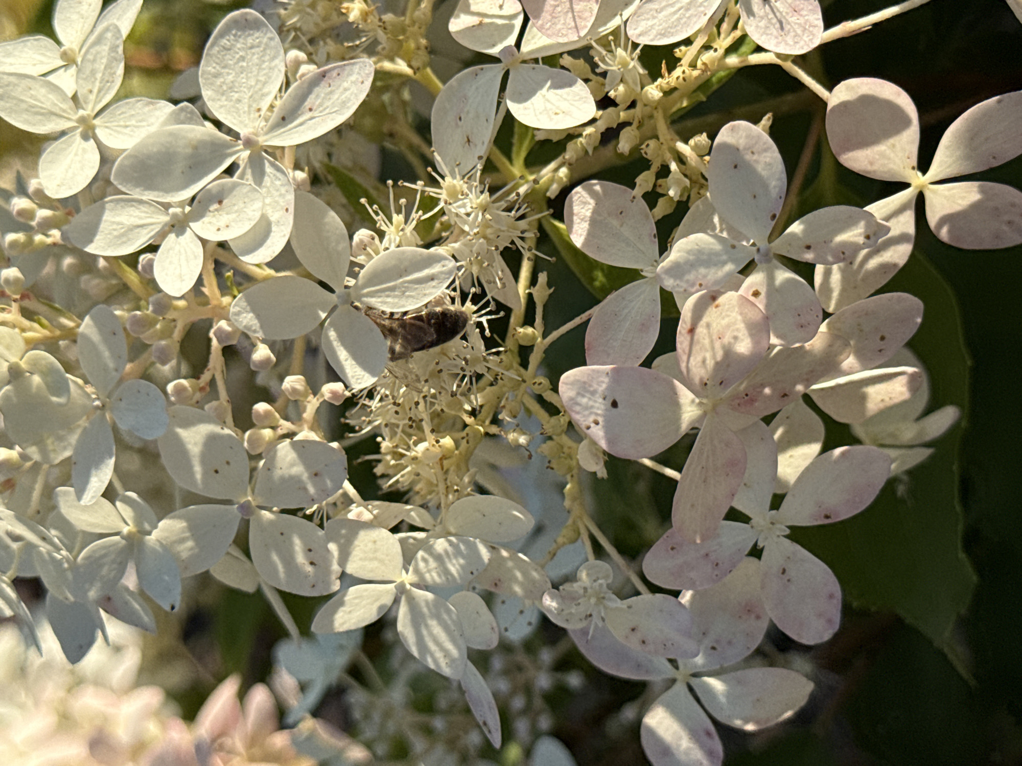 This image is a close-up shot of white hydrangea flowers. The flowers have a delicate appearance with some light pink tinges and small brown spots. A bee is visible on one of the flower clusters, suggesting pollination activity. The lighting suggests it is either early morning or late afternoon, casting shadows on the petals. The background is dark green, indicating foliage. There is no identifiable information about the location in Ufa, Russia, or any people.